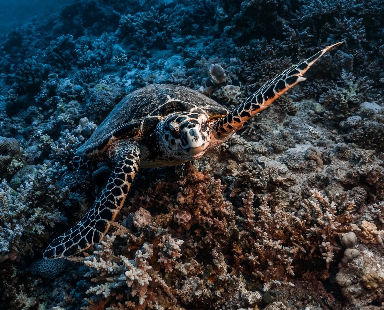 A sea turtle swimming over a reef in the Red Sea
