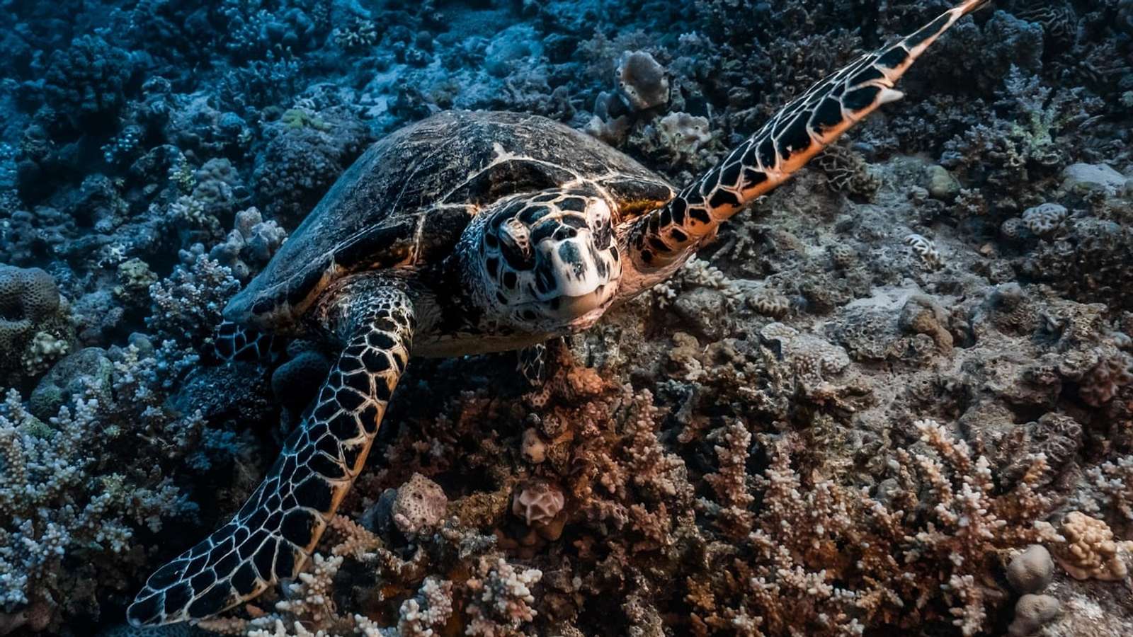 A sea turtle swimming over a reef in the Red Sea