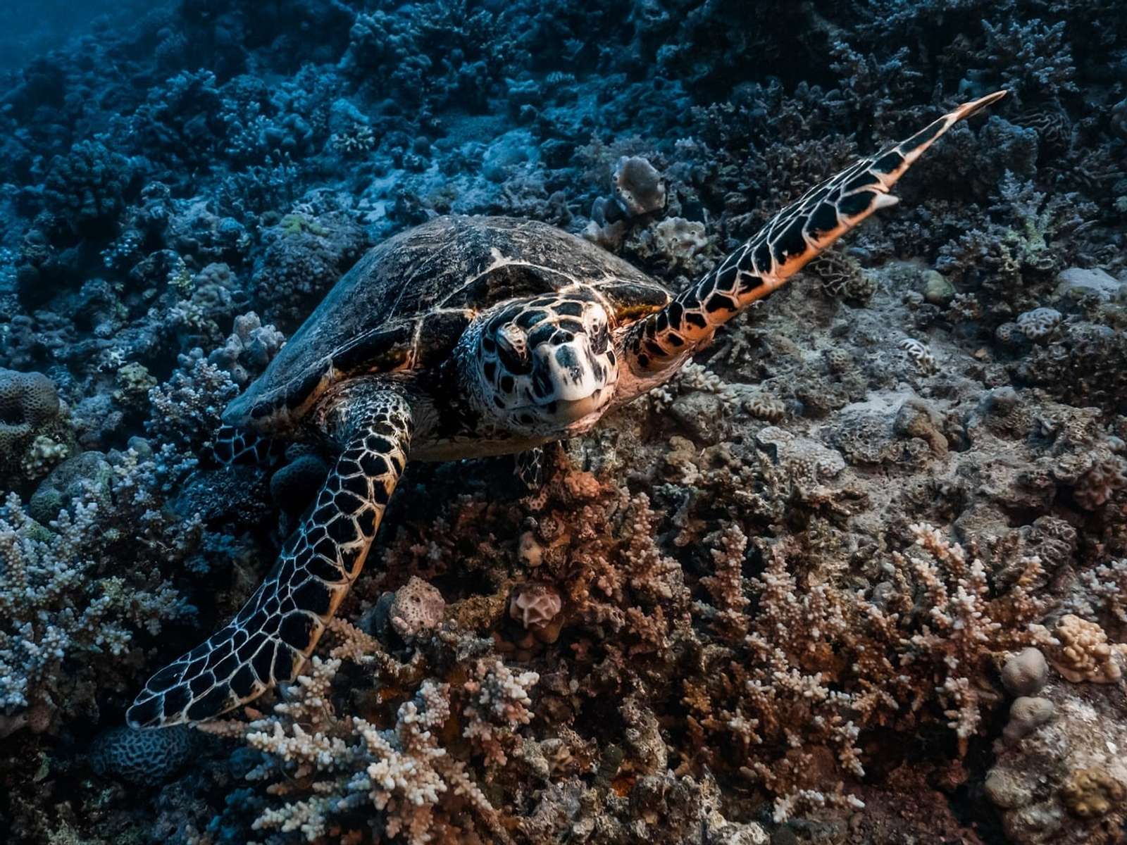 A sea turtle swimming over a reef in the Red Sea