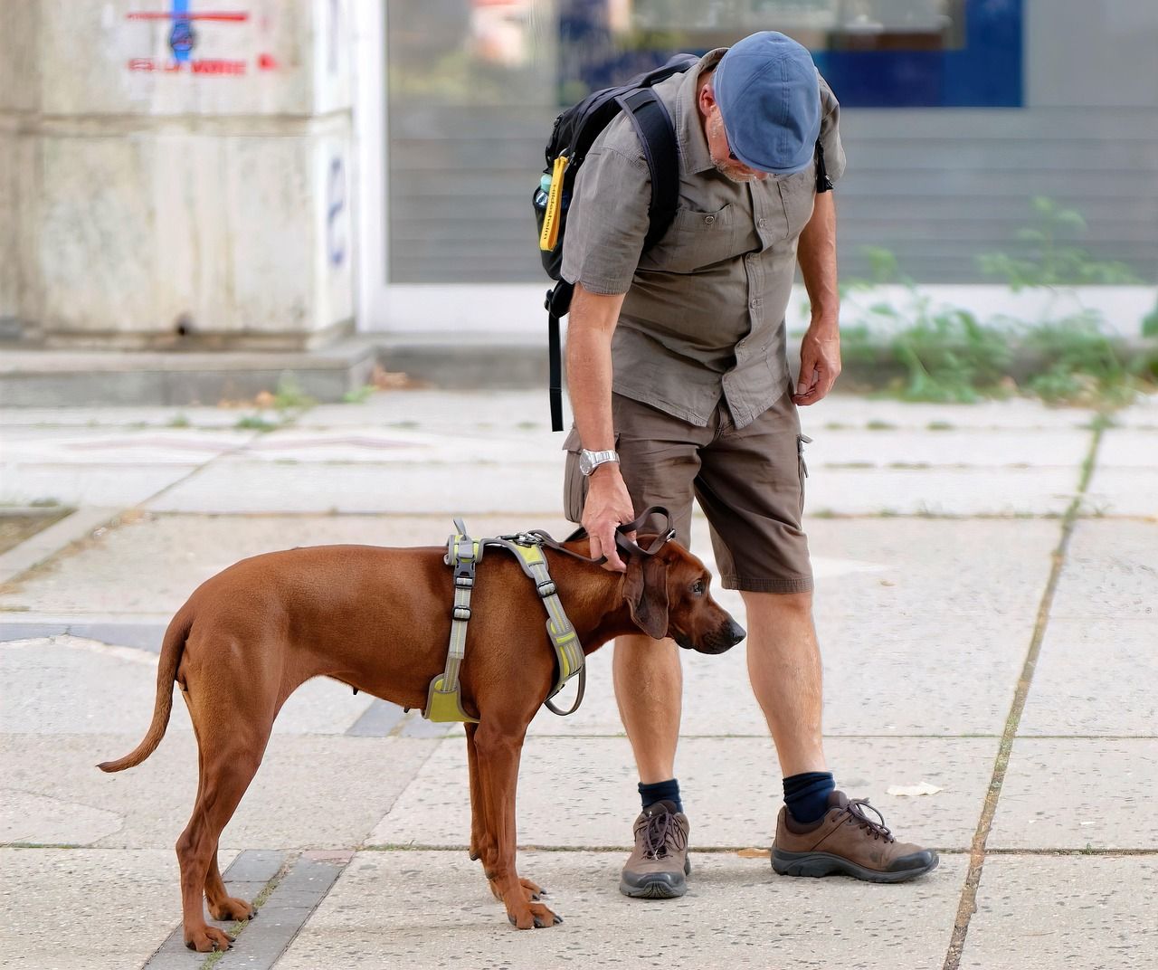 A man in hiking clothes with a large brown dog in a harness on a city pavement