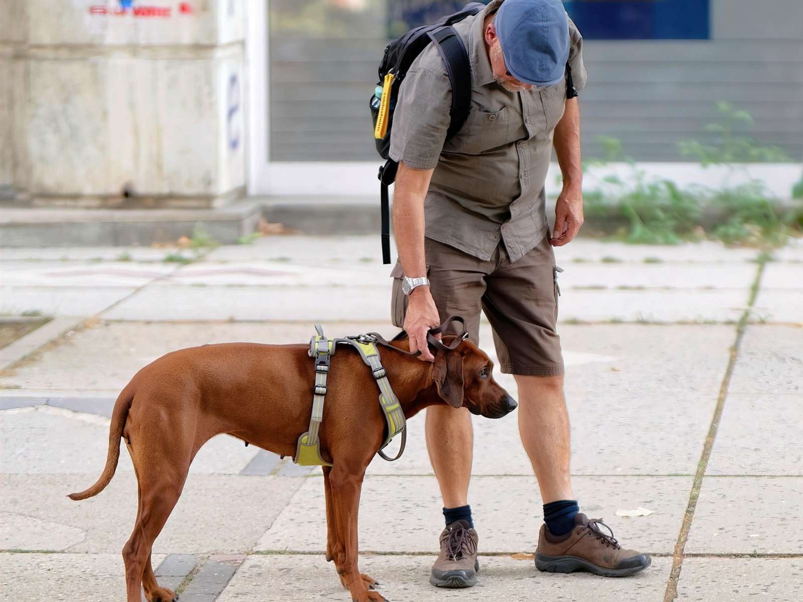 A man in hiking clothes with a large brown dog in a harness on a city pavement