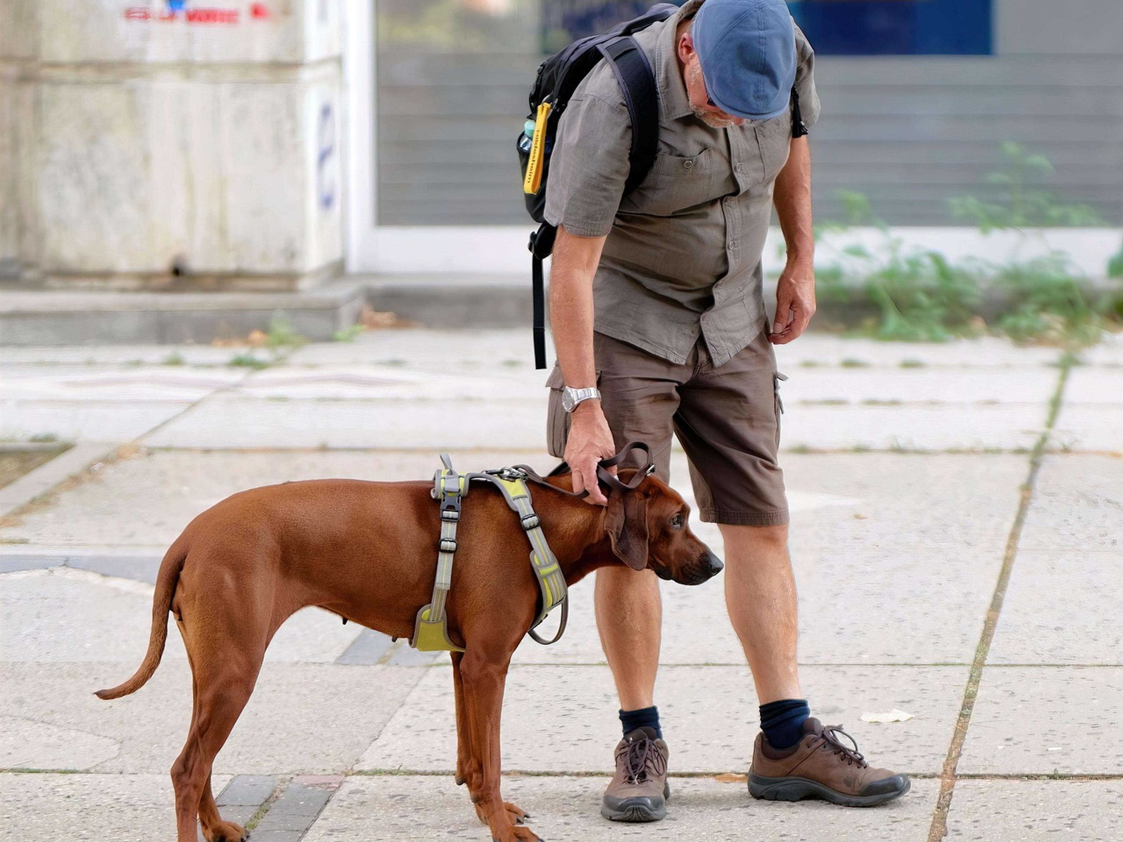 A man in hiking clothes with a large brown dog in a harness on a city pavement