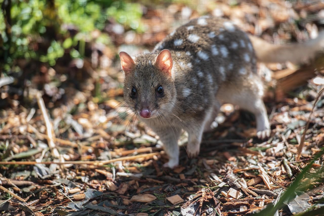 A spotted quoll, a relative of the northern quoll, foraging among leaf litter