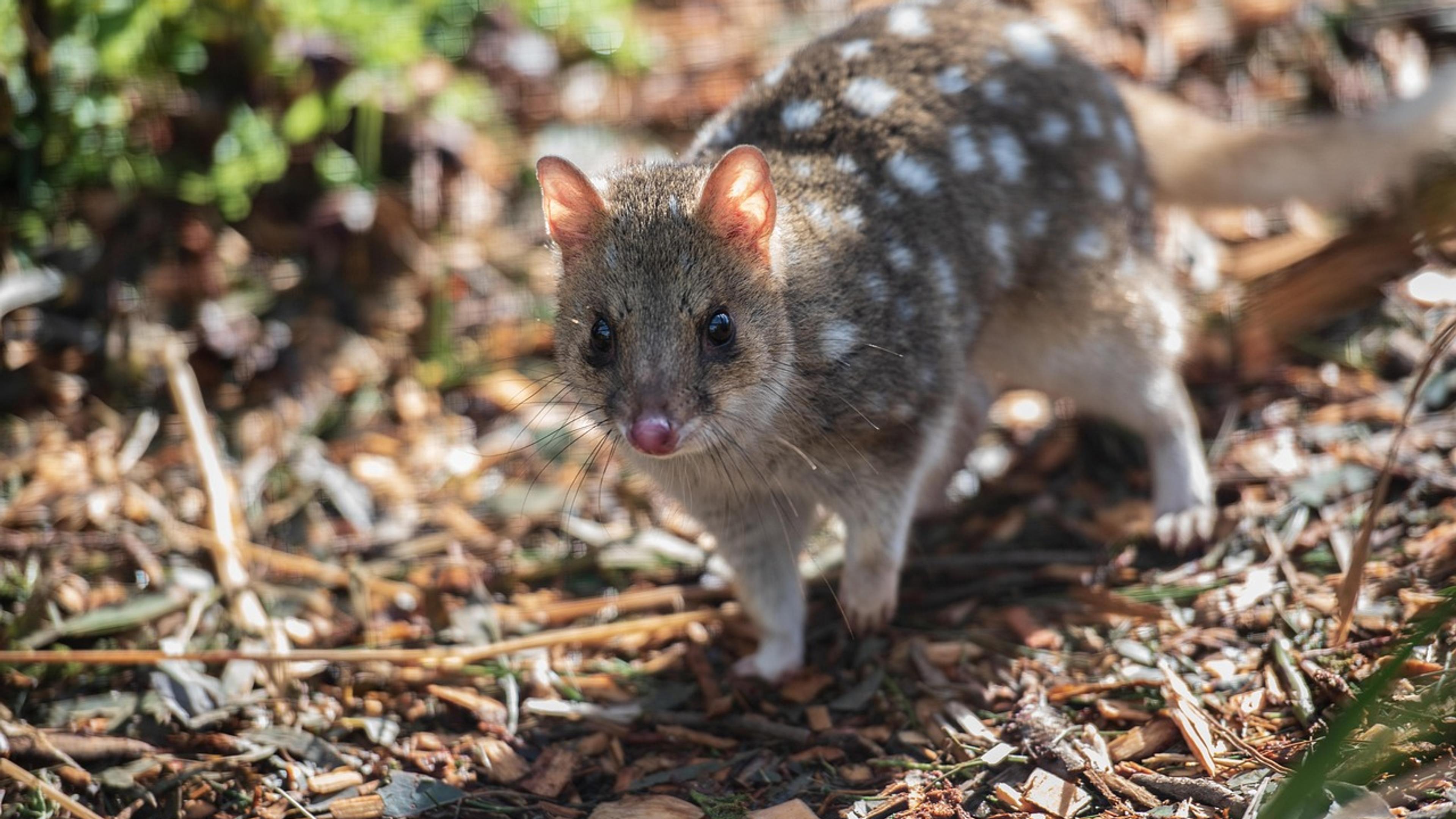 A spotted quoll, a relative of the northern quoll, foraging among leaf litter