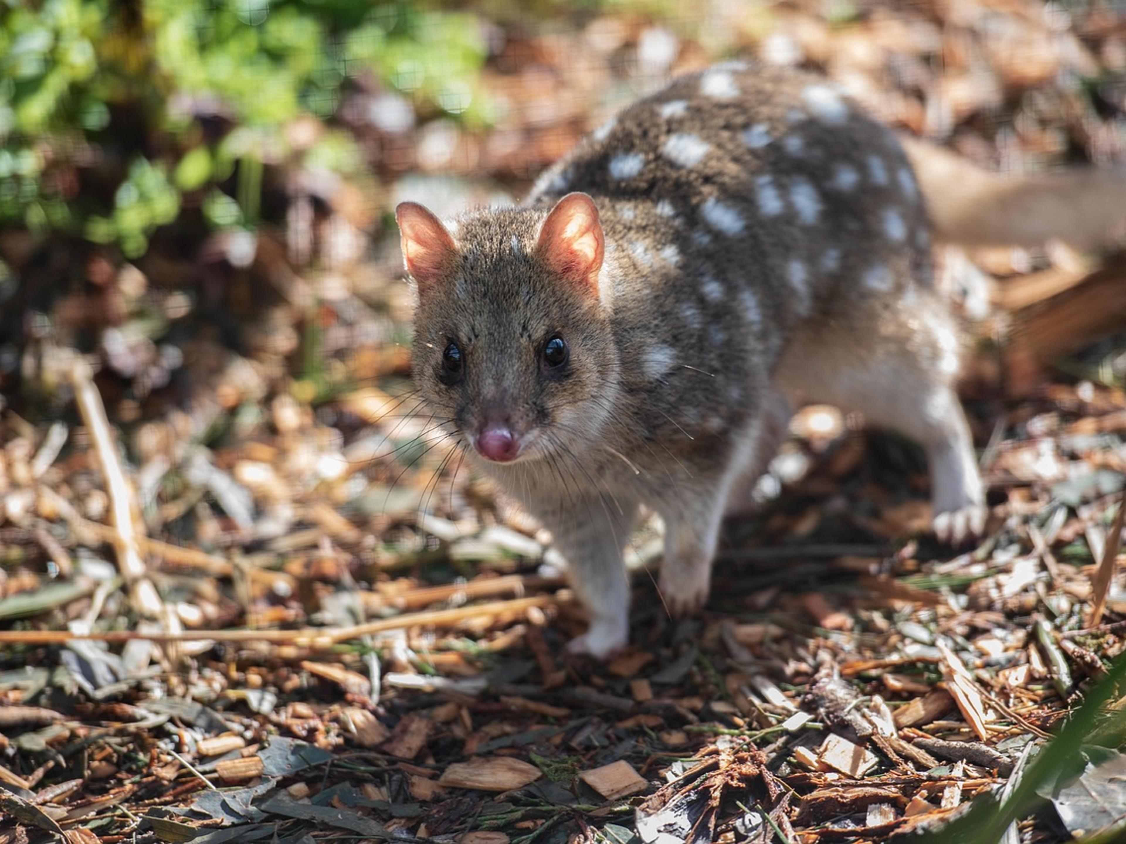 A spotted quoll, a relative of the northern quoll, foraging among leaf litter