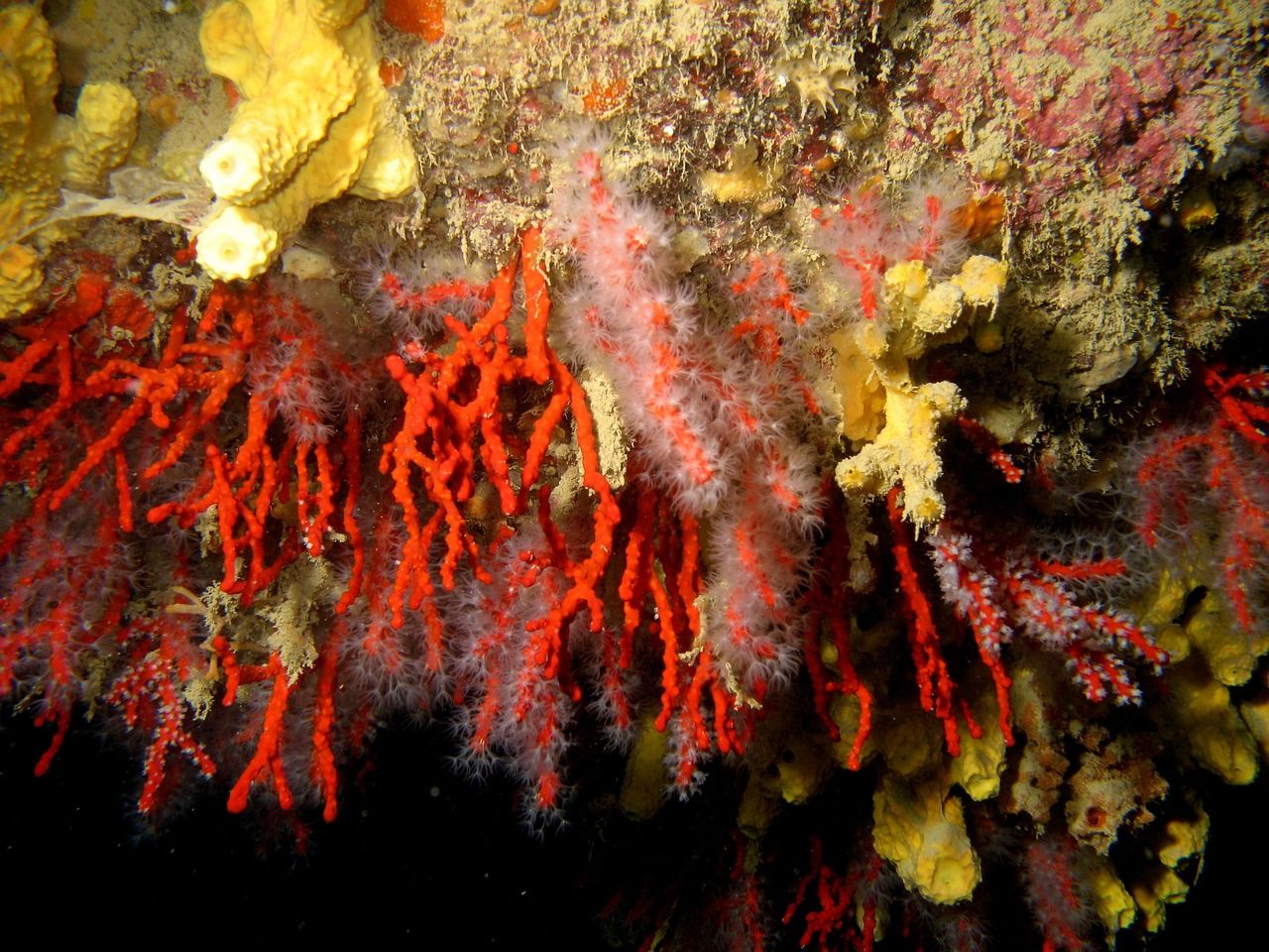 Red and yellow corals on an underwater rock wall