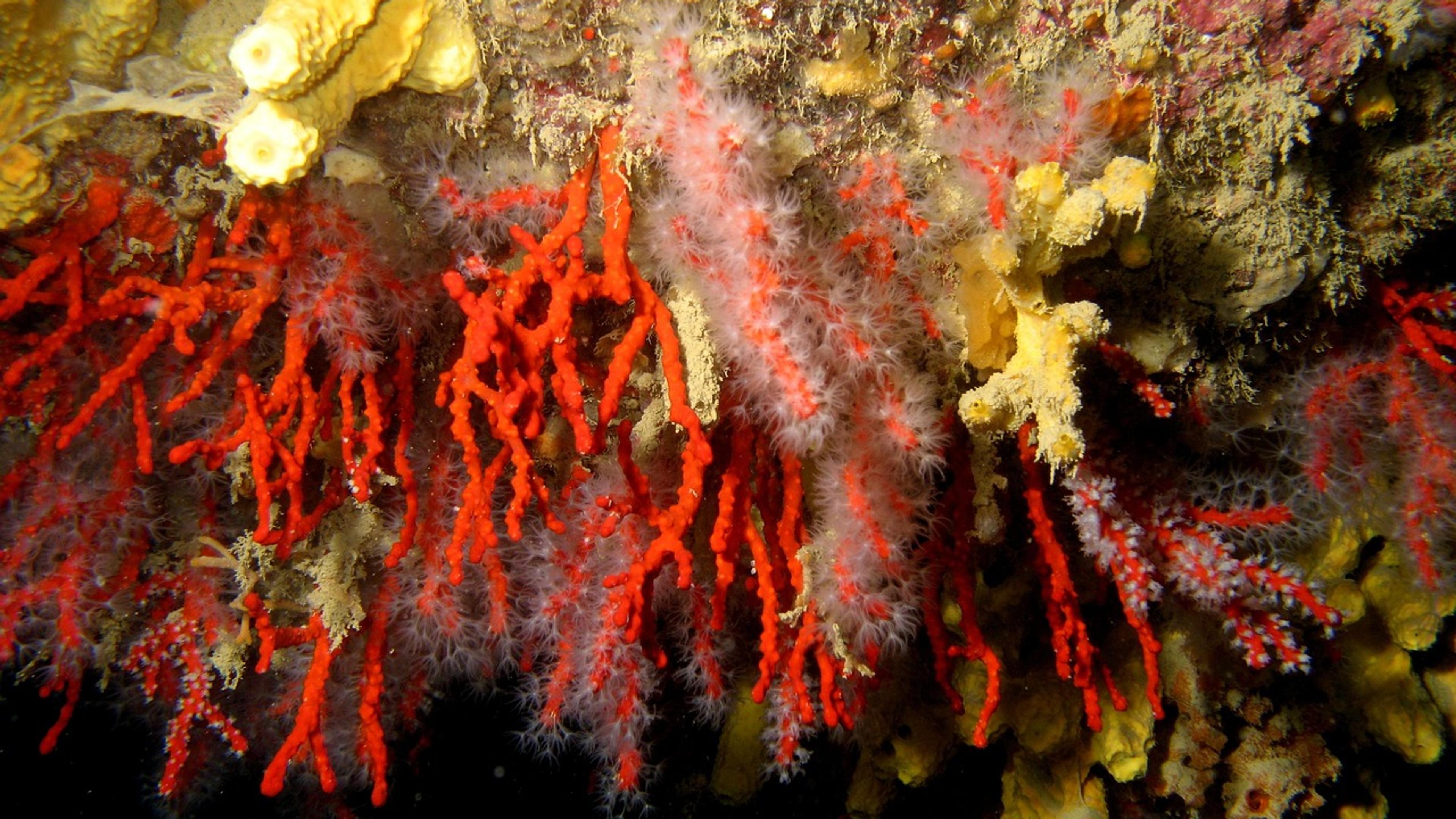Red and yellow corals on an underwater rock wall