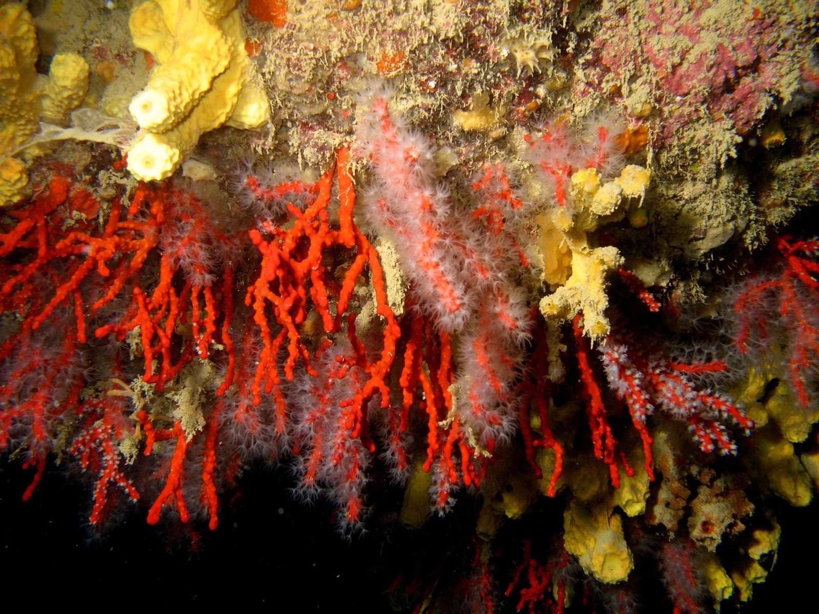 Red and yellow corals on an underwater rock wall