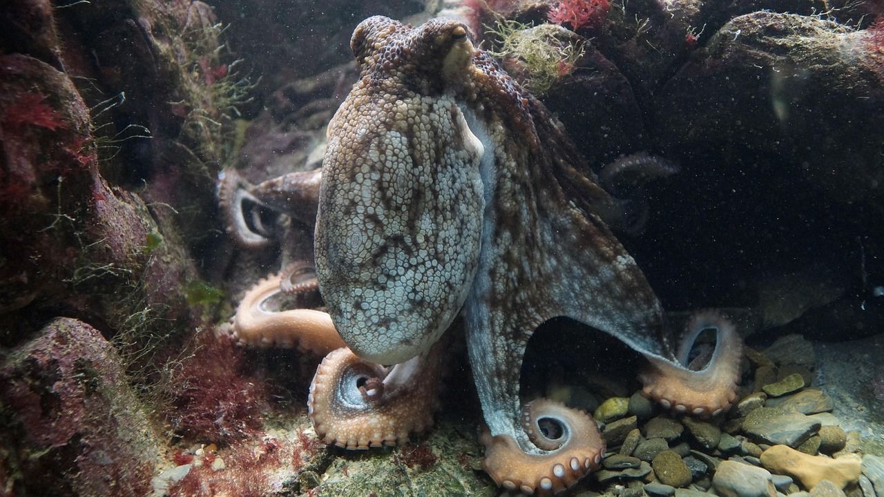 A common octopus resting on the seabed with its arms spread out
