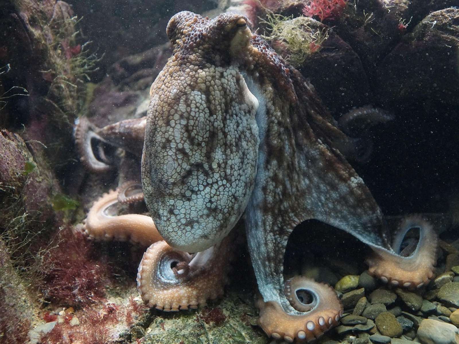 A common octopus resting on the seabed with its arms spread out