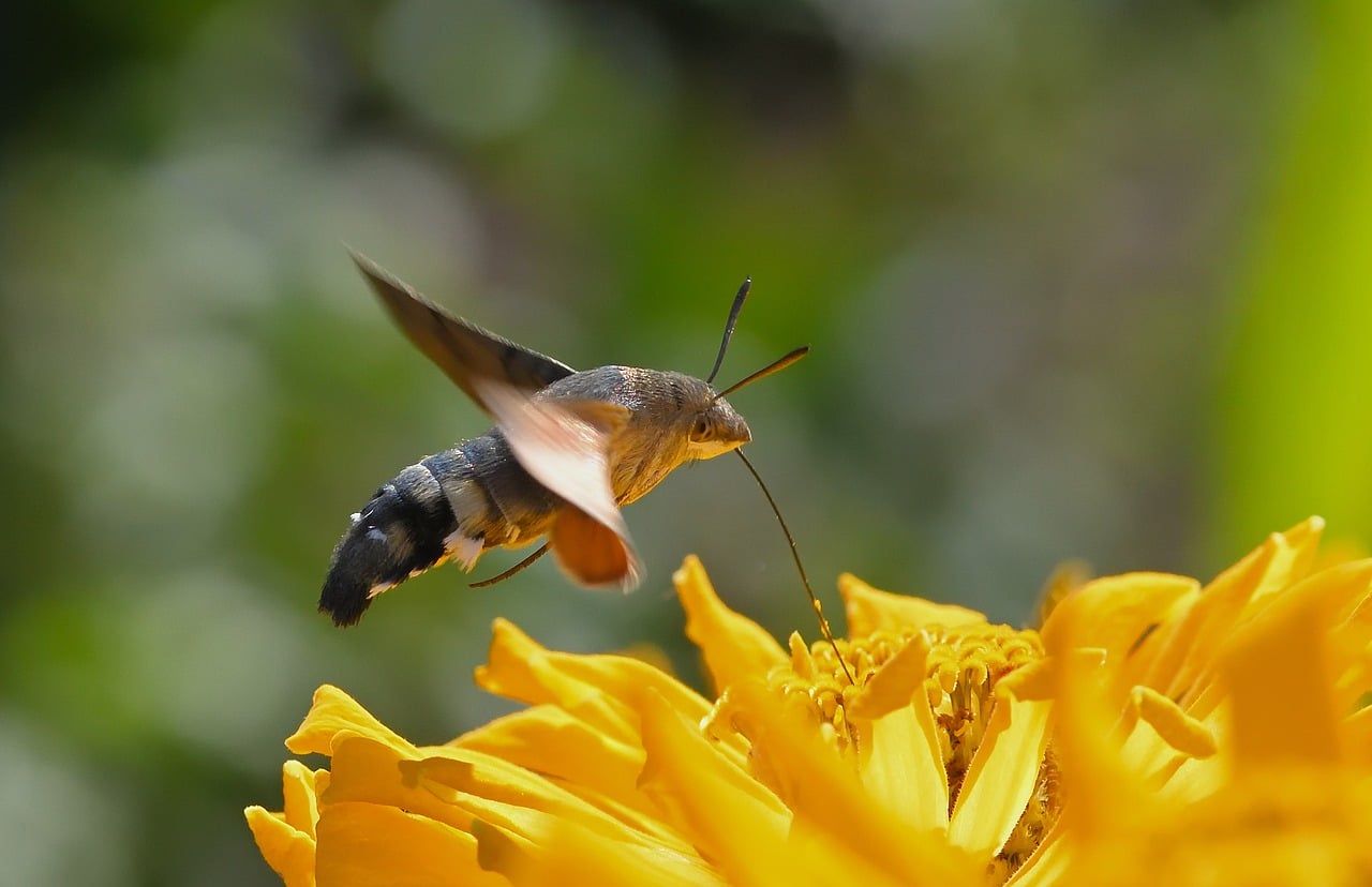 A hummingbird hawk-moth hovering over a yellow flower