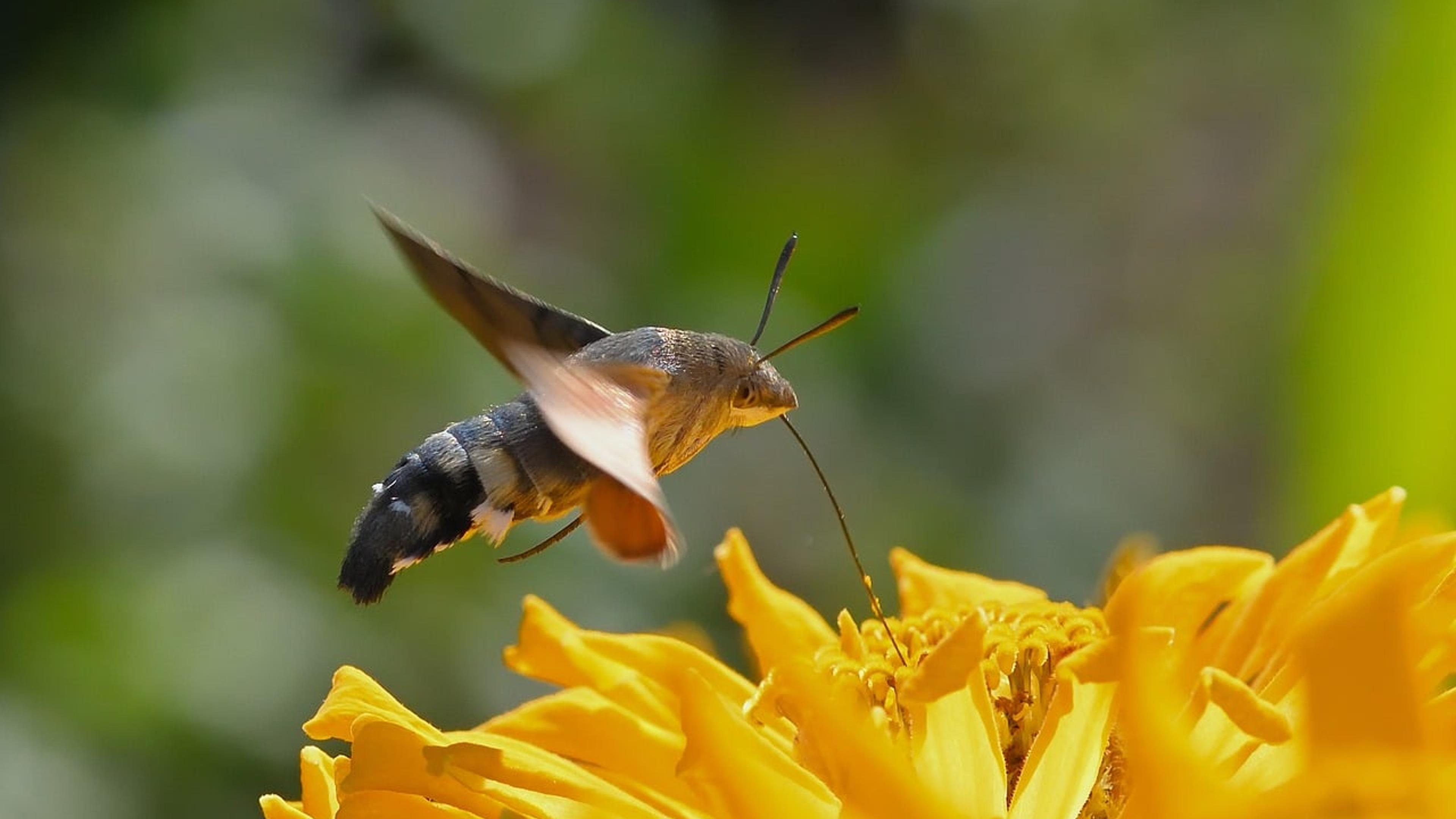 A hummingbird hawk-moth hovering over a yellow flower