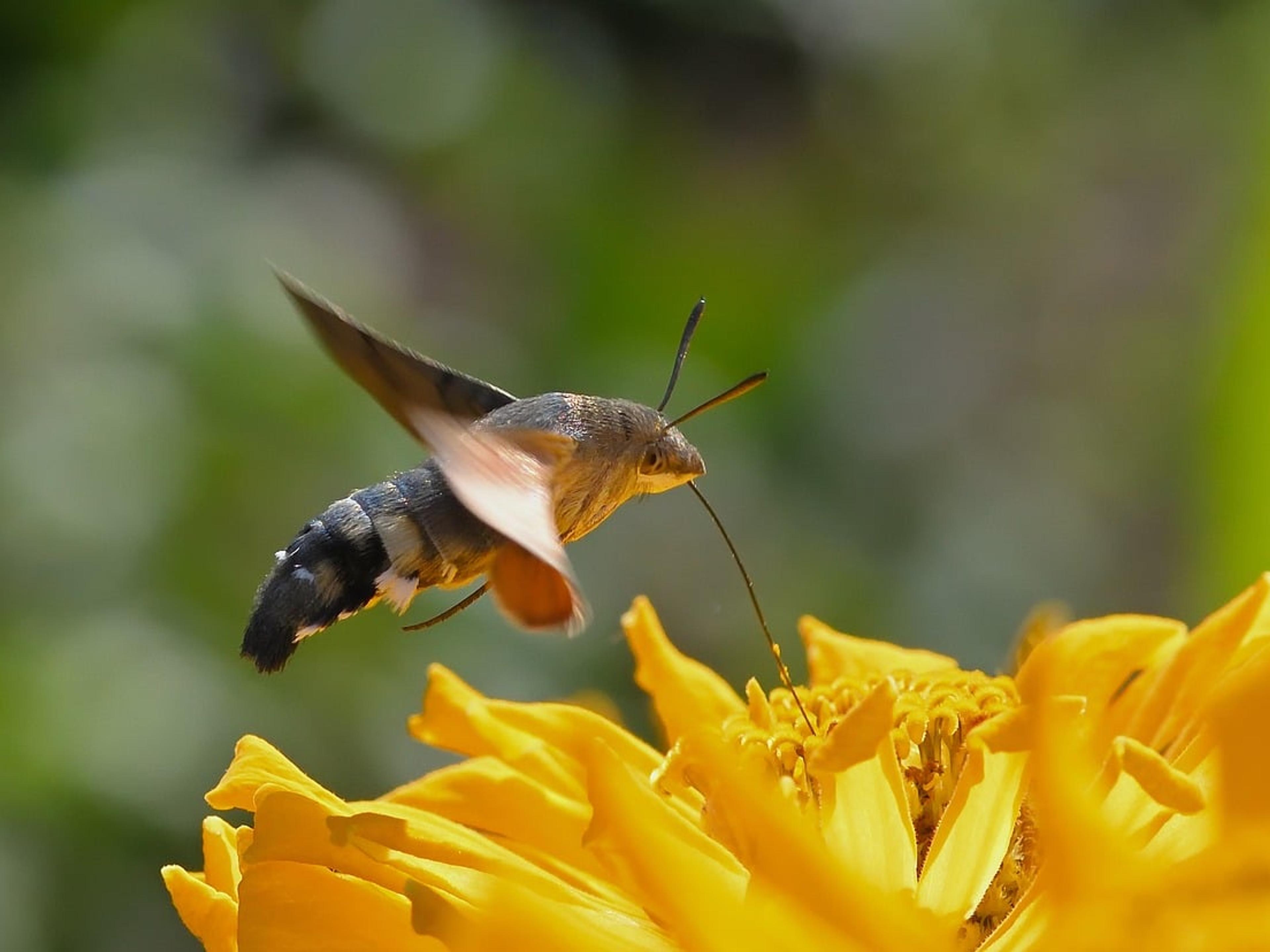 A hummingbird hawk-moth hovering over a yellow flower