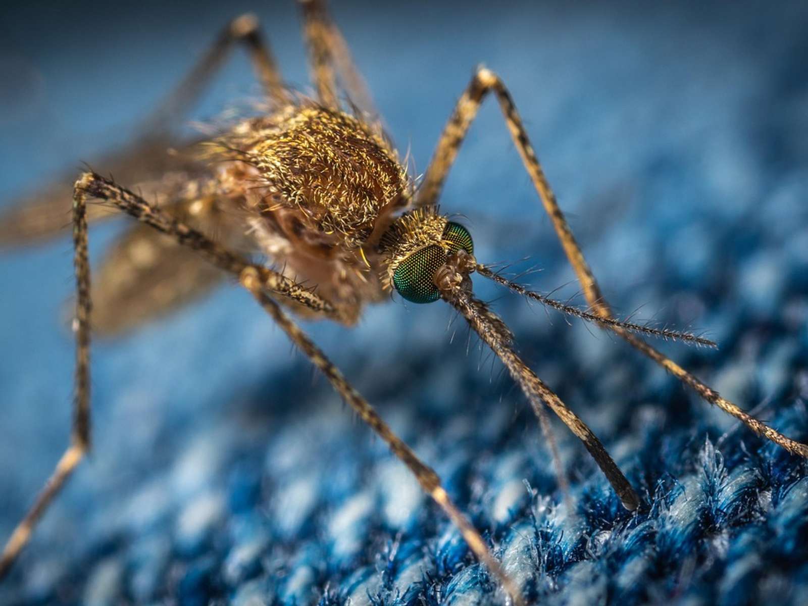 A mosquito resting on denim fabric, close up