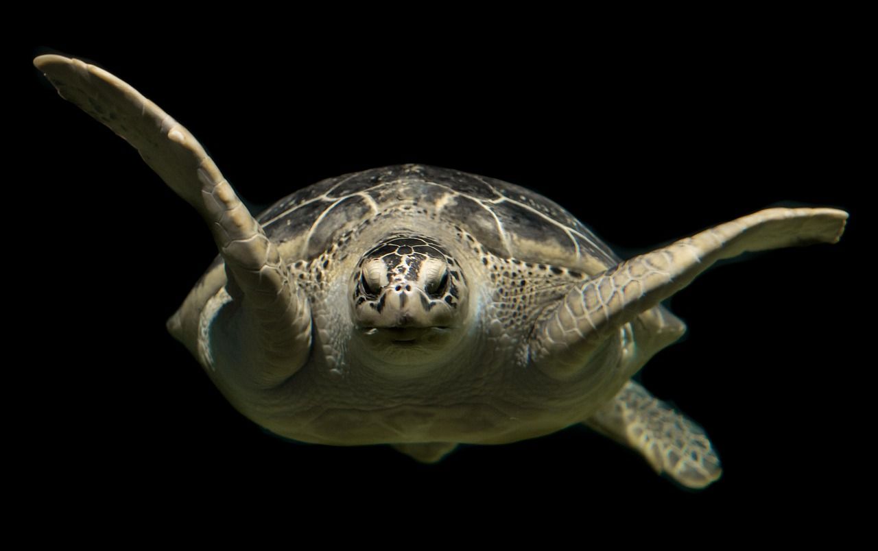 Green sea turtle swimming over a coral reef