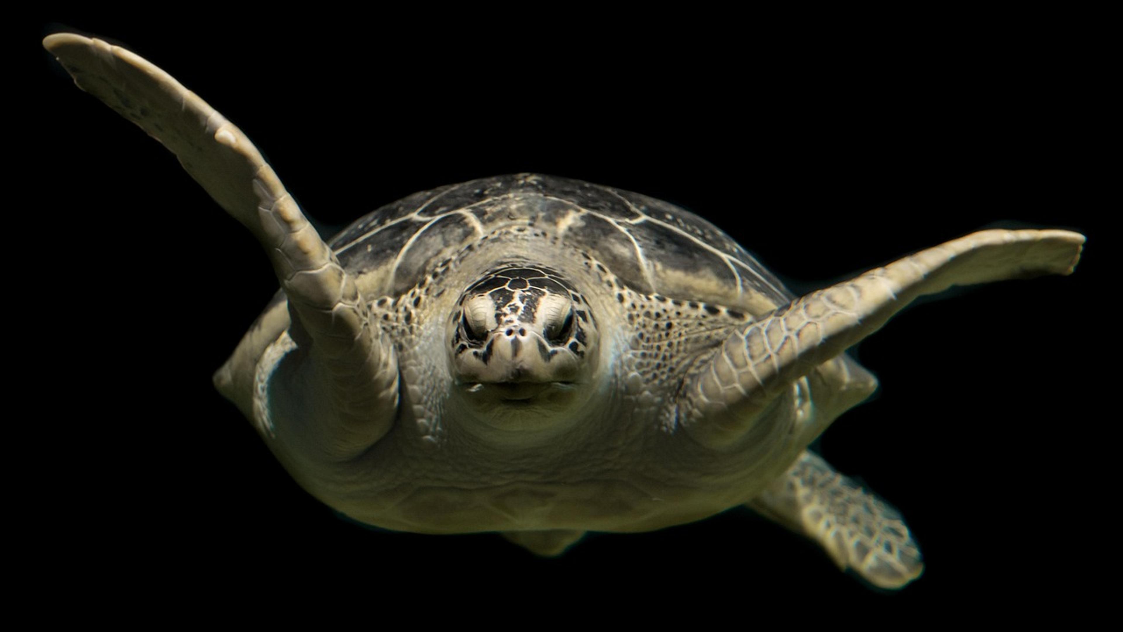 Green sea turtle swimming over a coral reef