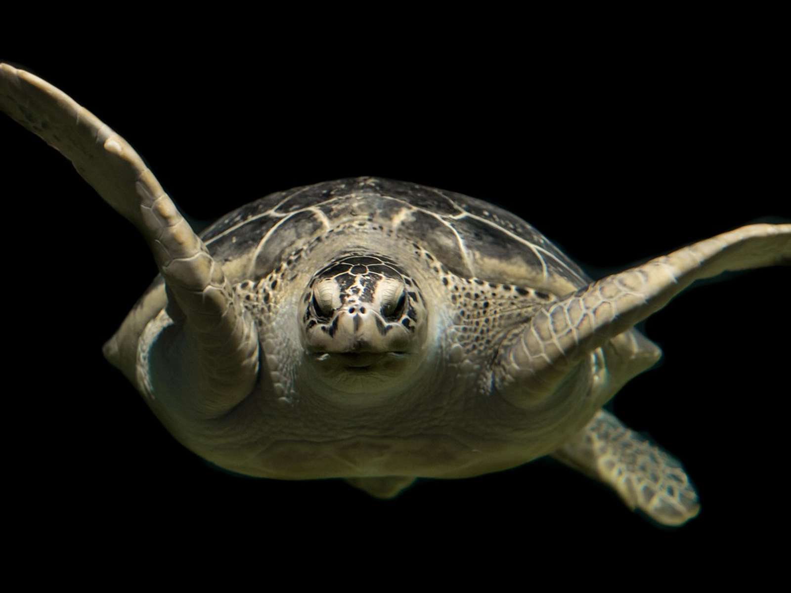 Green sea turtle swimming over a coral reef