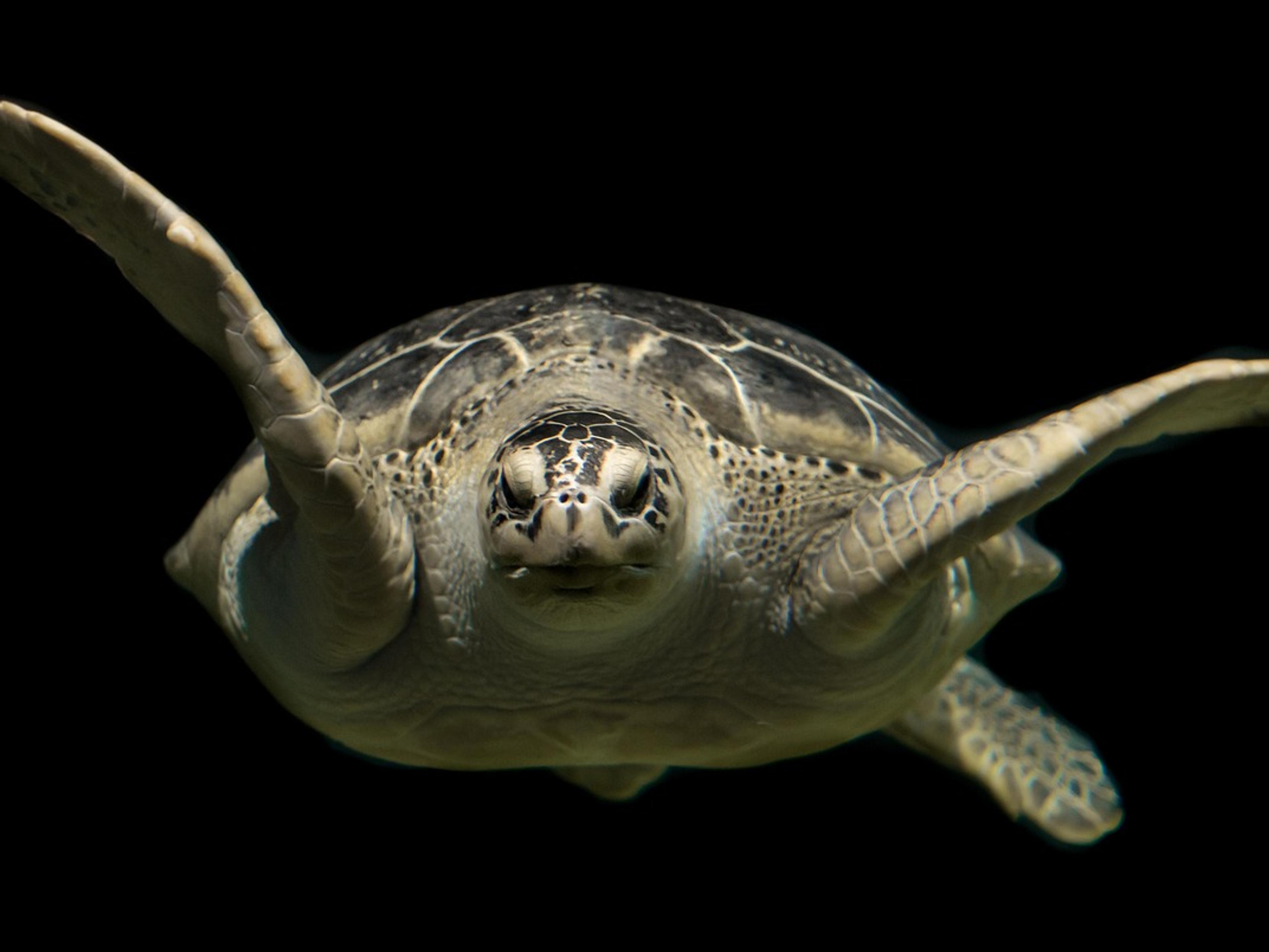 Green sea turtle swimming over a coral reef