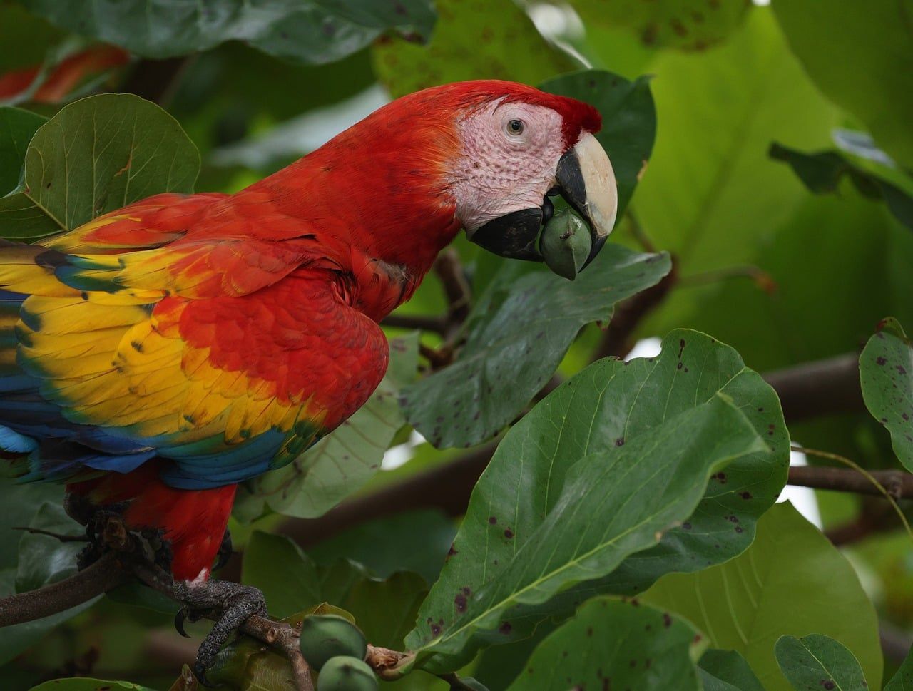 A scarlet macaw perched on a branch