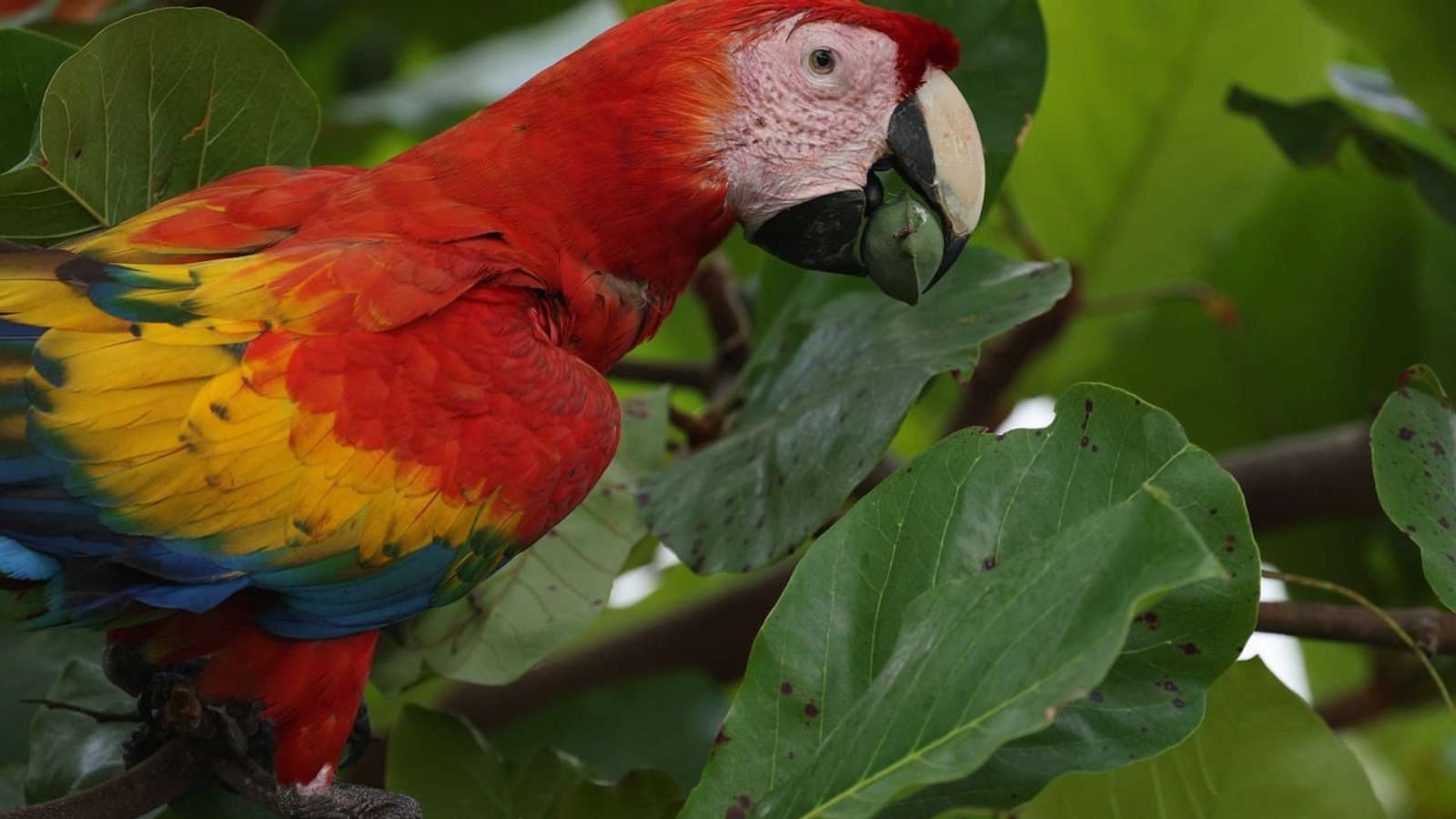 A scarlet macaw perched on a branch