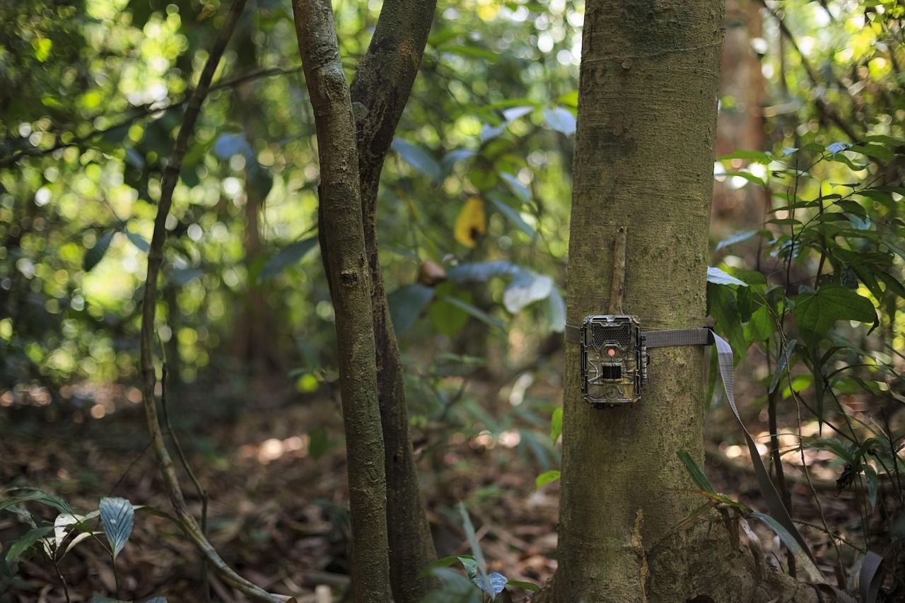 A camera trap strapped to a tree trunk in a shaded forest