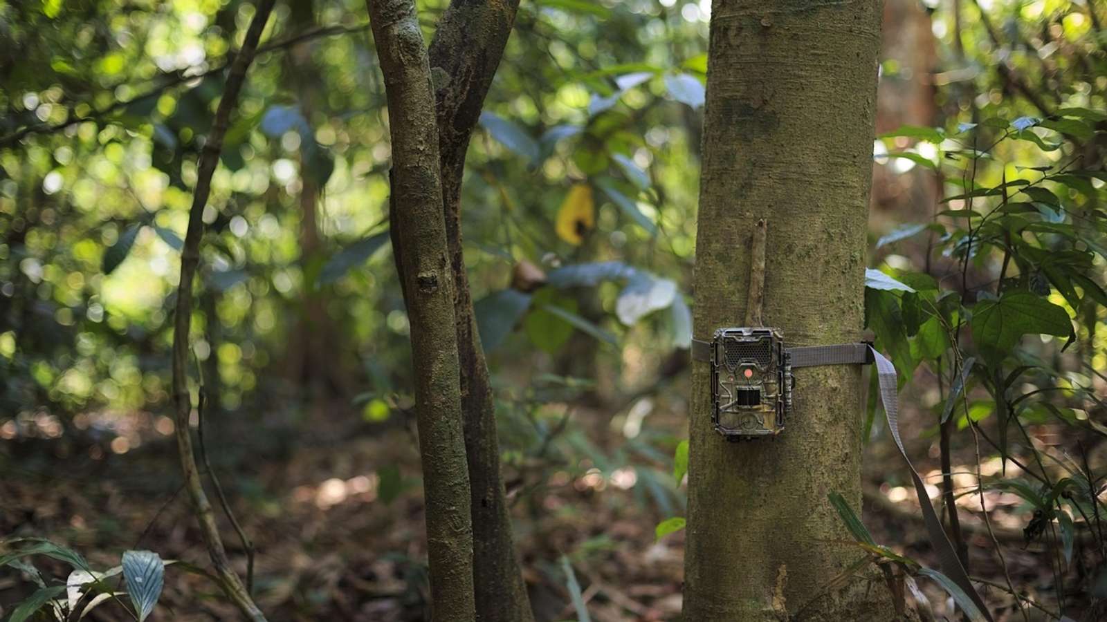 A camera trap strapped to a tree trunk in a shaded forest