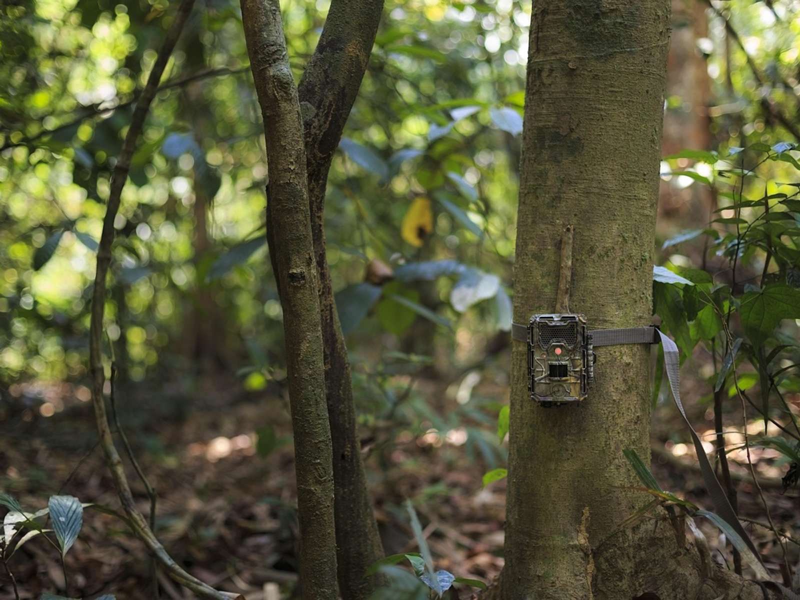 A camera trap strapped to a tree trunk in a shaded forest