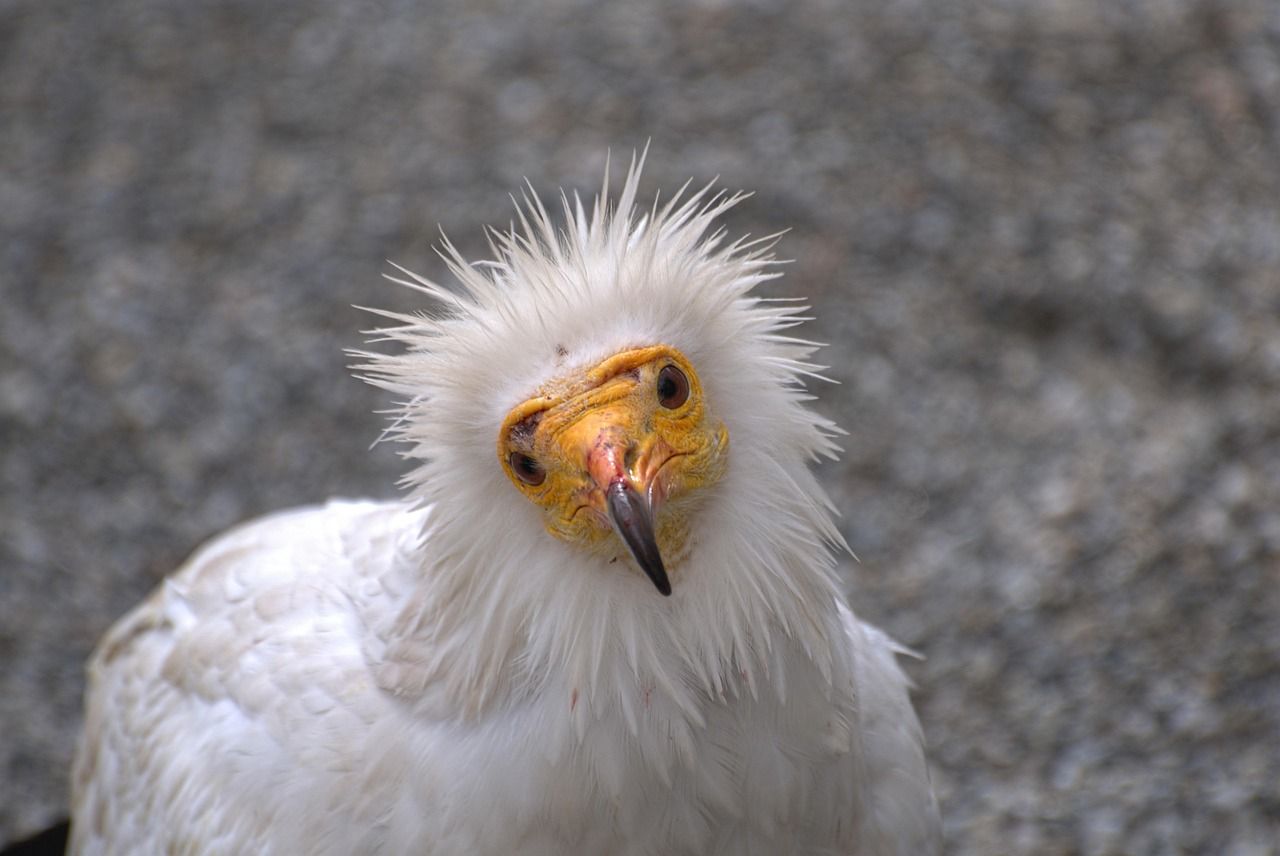An Egyptian vulture with white plumage and a yellow face