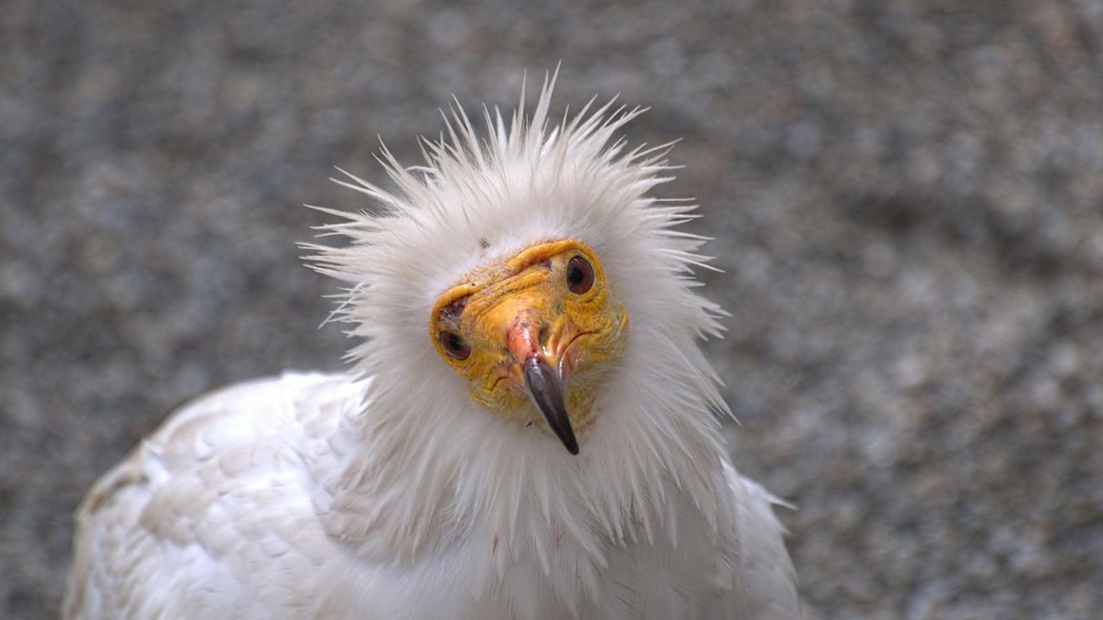 An Egyptian vulture with white plumage and a yellow face