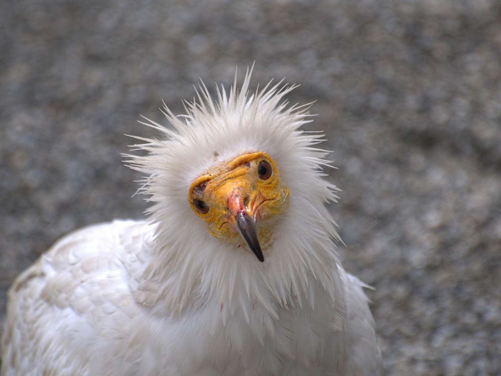An Egyptian vulture with white plumage and a yellow face