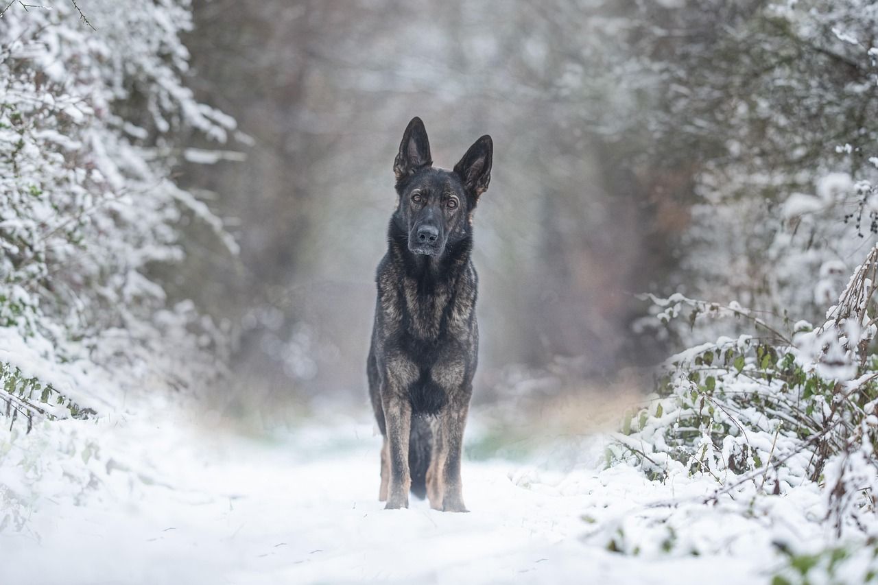 German shepherd dog standing alert outdoors