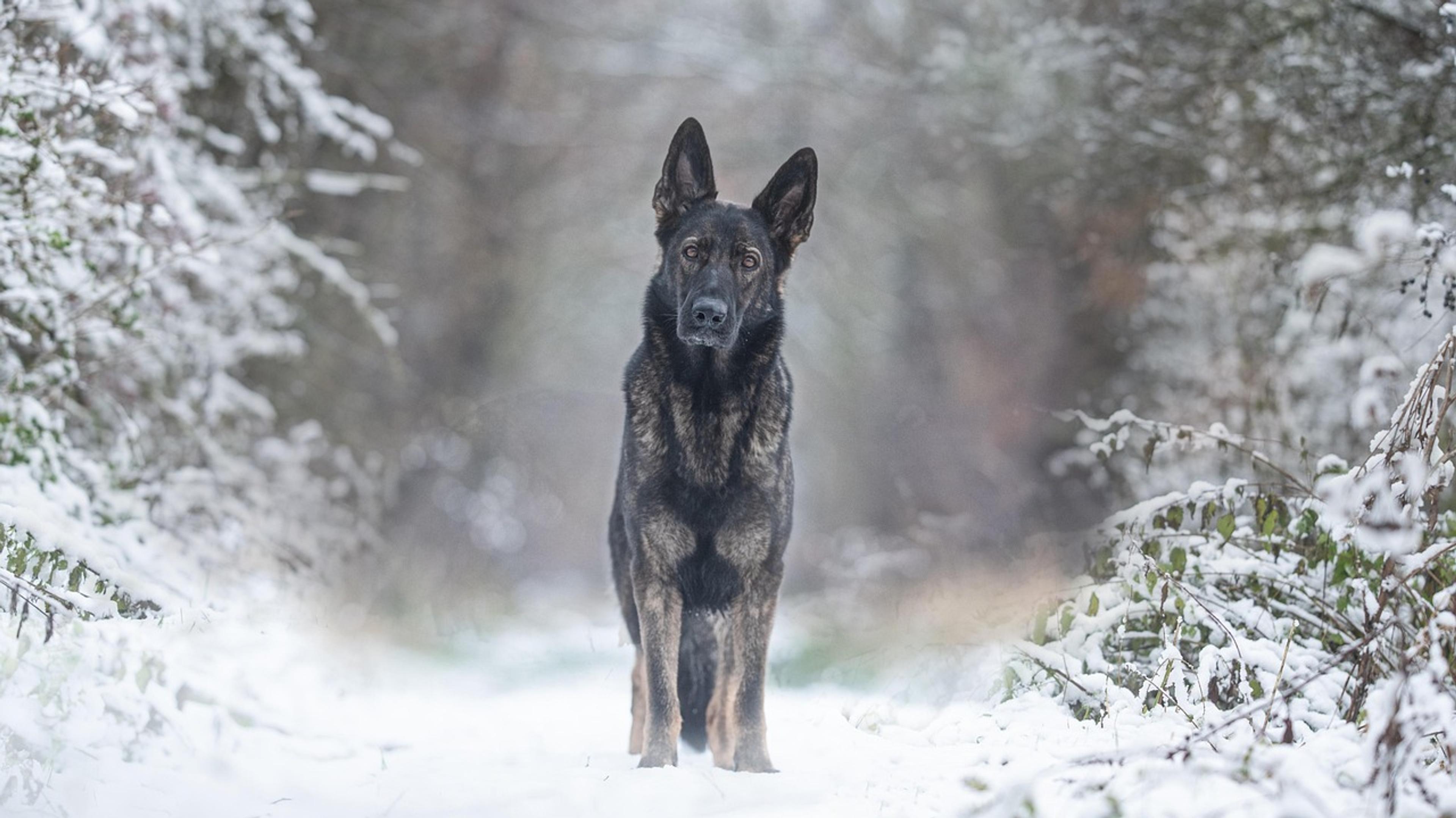 German shepherd dog standing alert outdoors