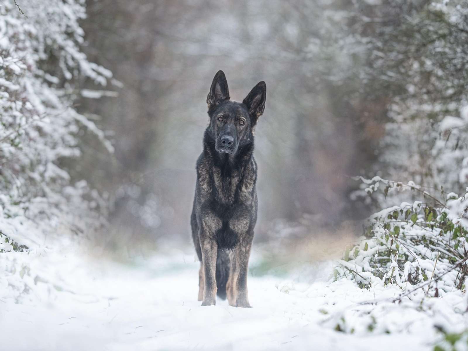 German shepherd dog standing alert outdoors