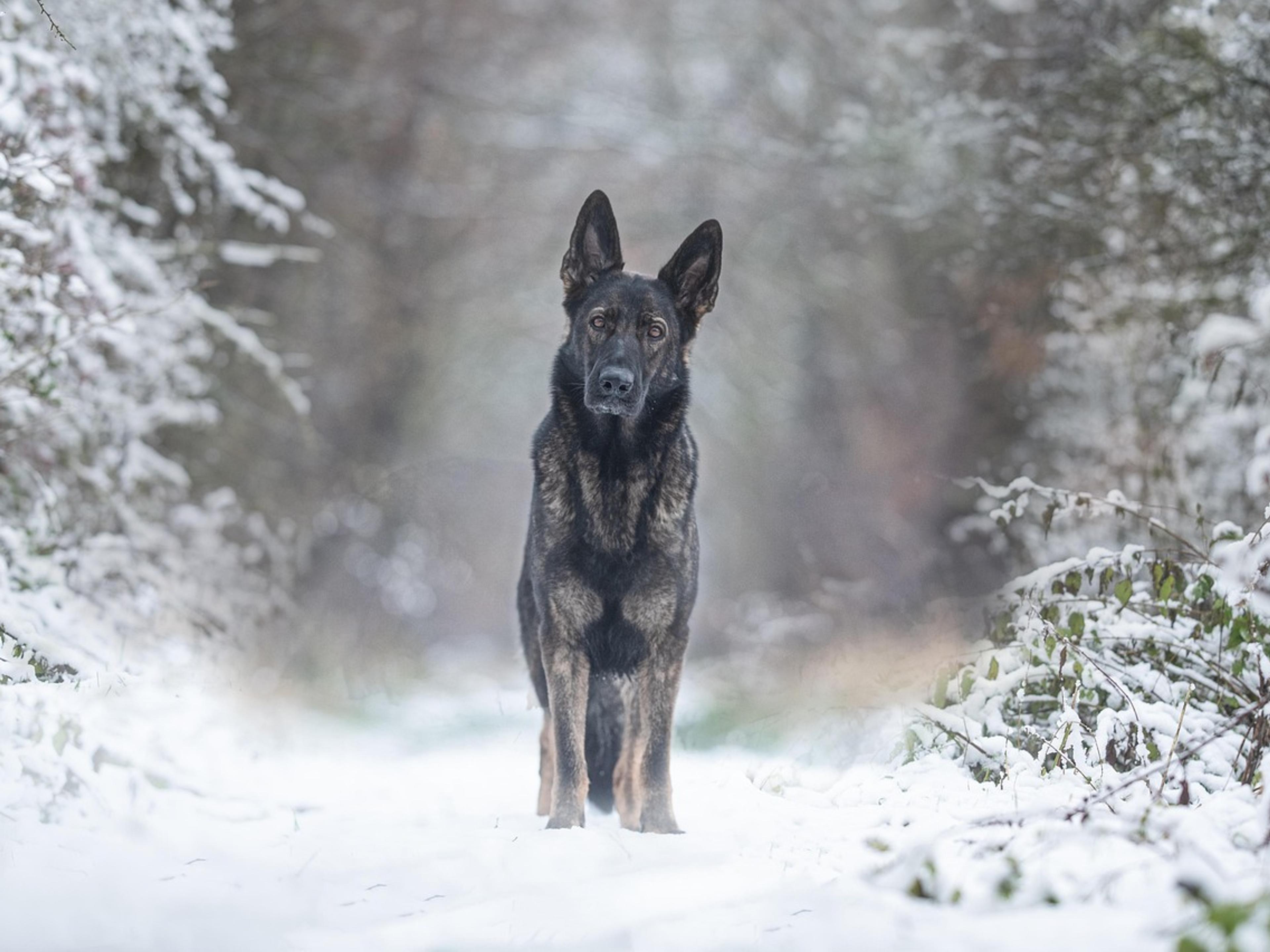 German shepherd dog standing alert outdoors