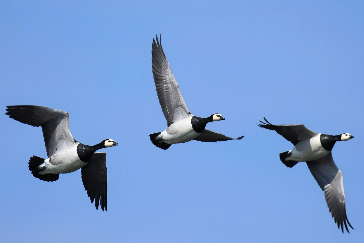 Three barnacle geese flying in a line against a clear blue sky