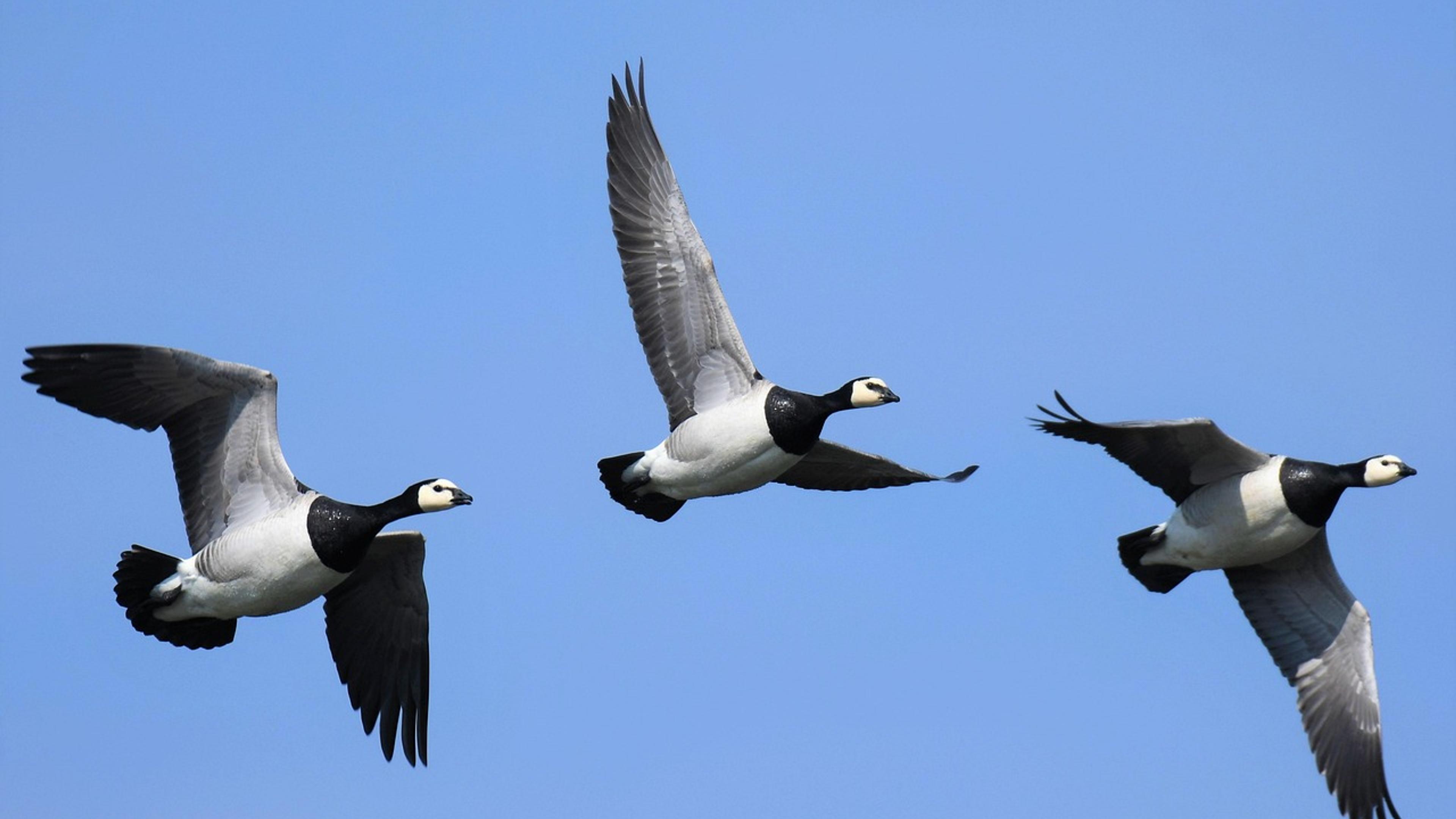 Three barnacle geese flying in a line against a clear blue sky