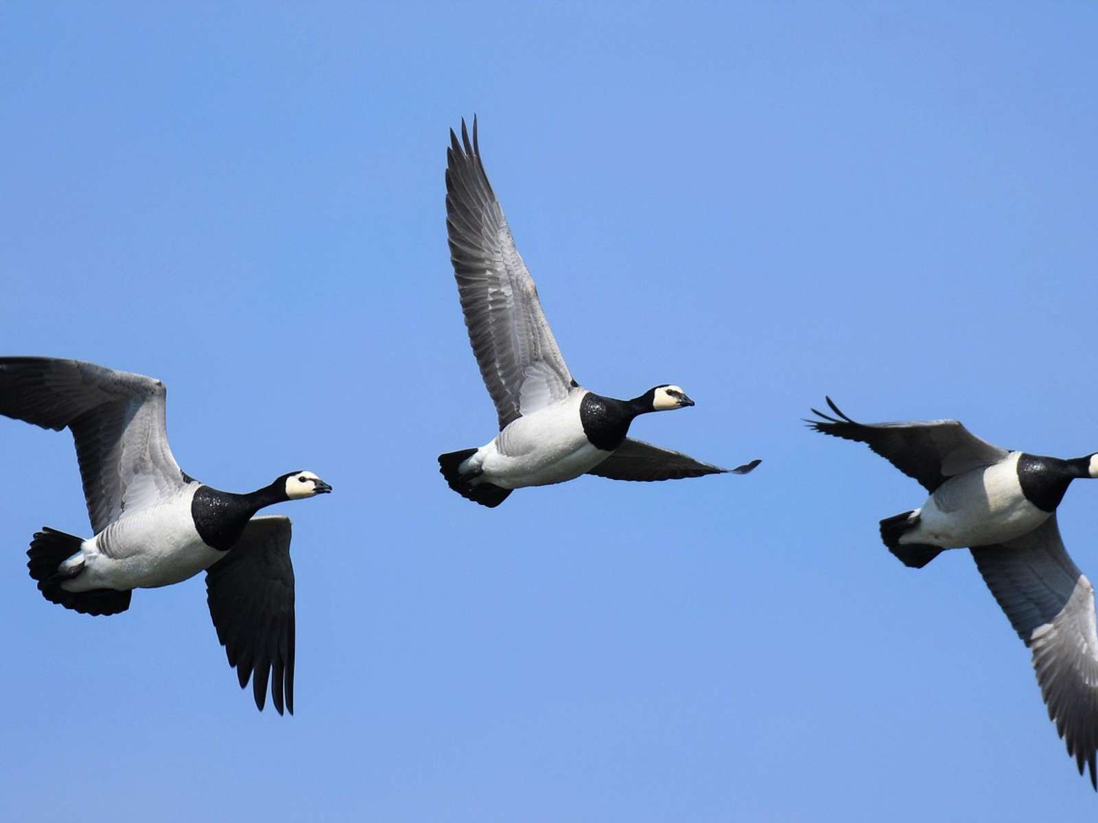 Three barnacle geese flying in a line against a clear blue sky