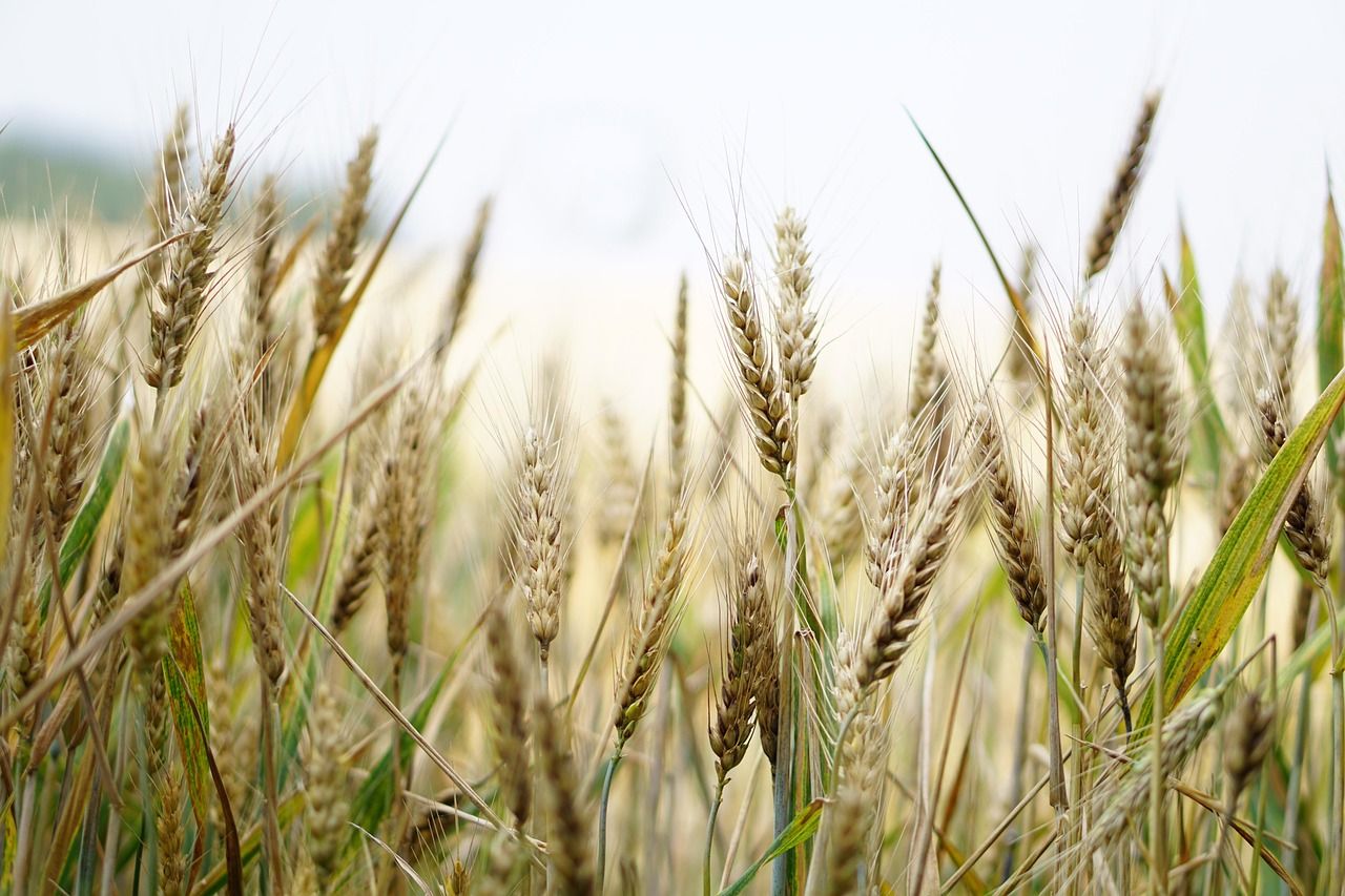 A wheat field with ripening ears