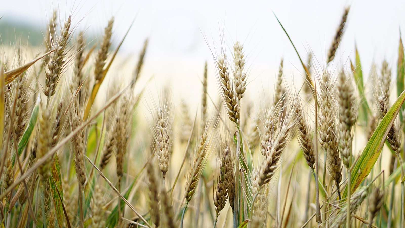 A wheat field with ripening ears