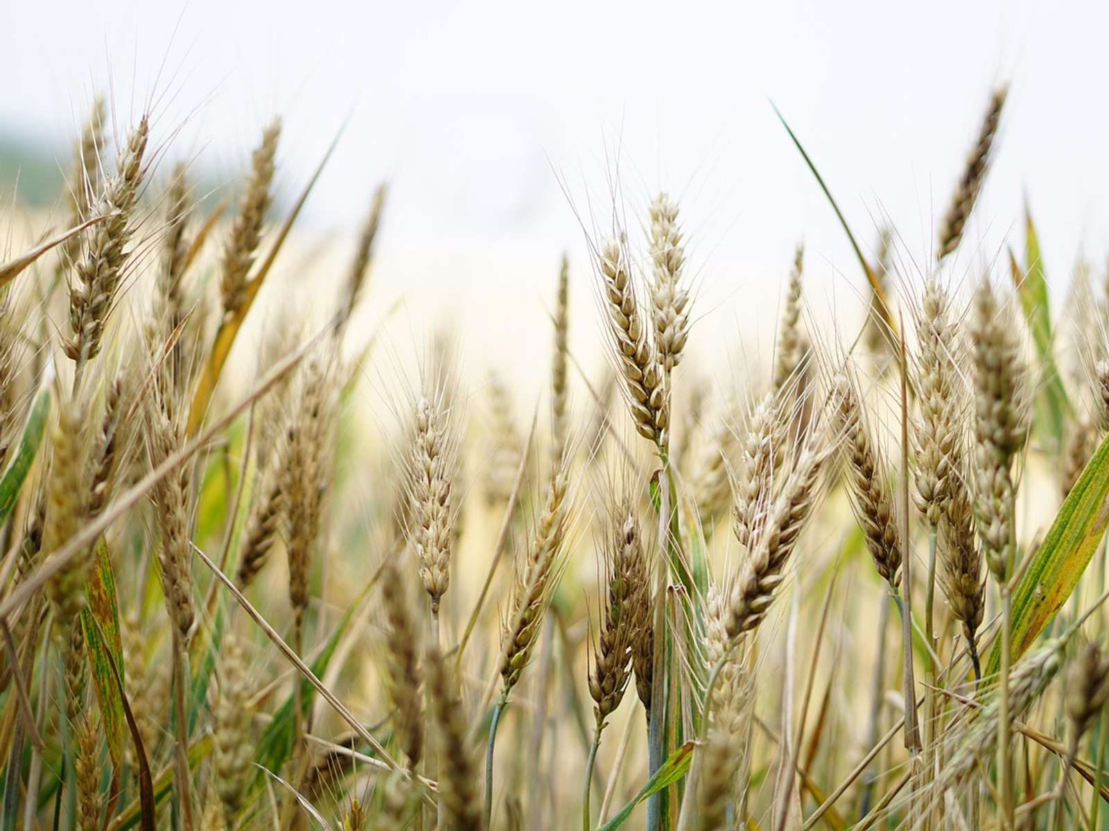 A wheat field with ripening ears