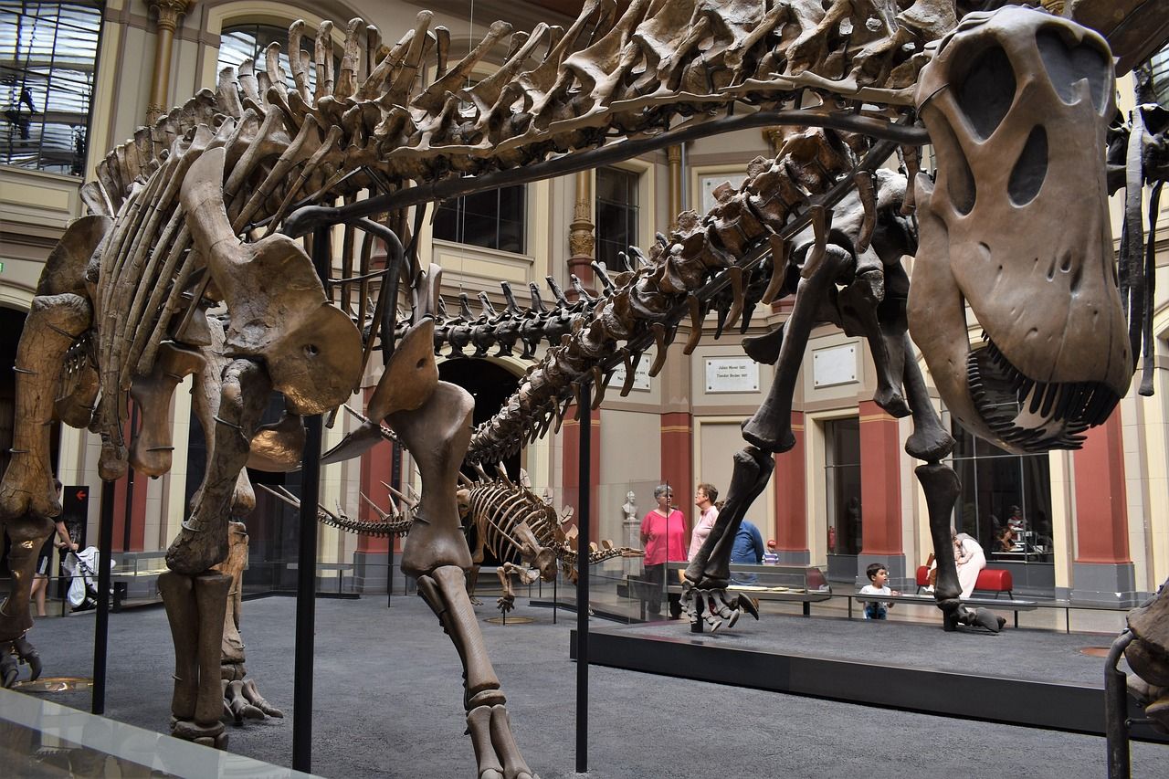A dinosaur skeleton on display in a museum