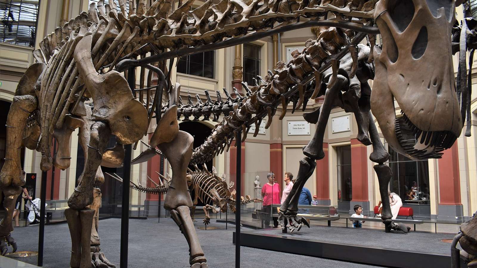 A dinosaur skeleton on display in a museum
