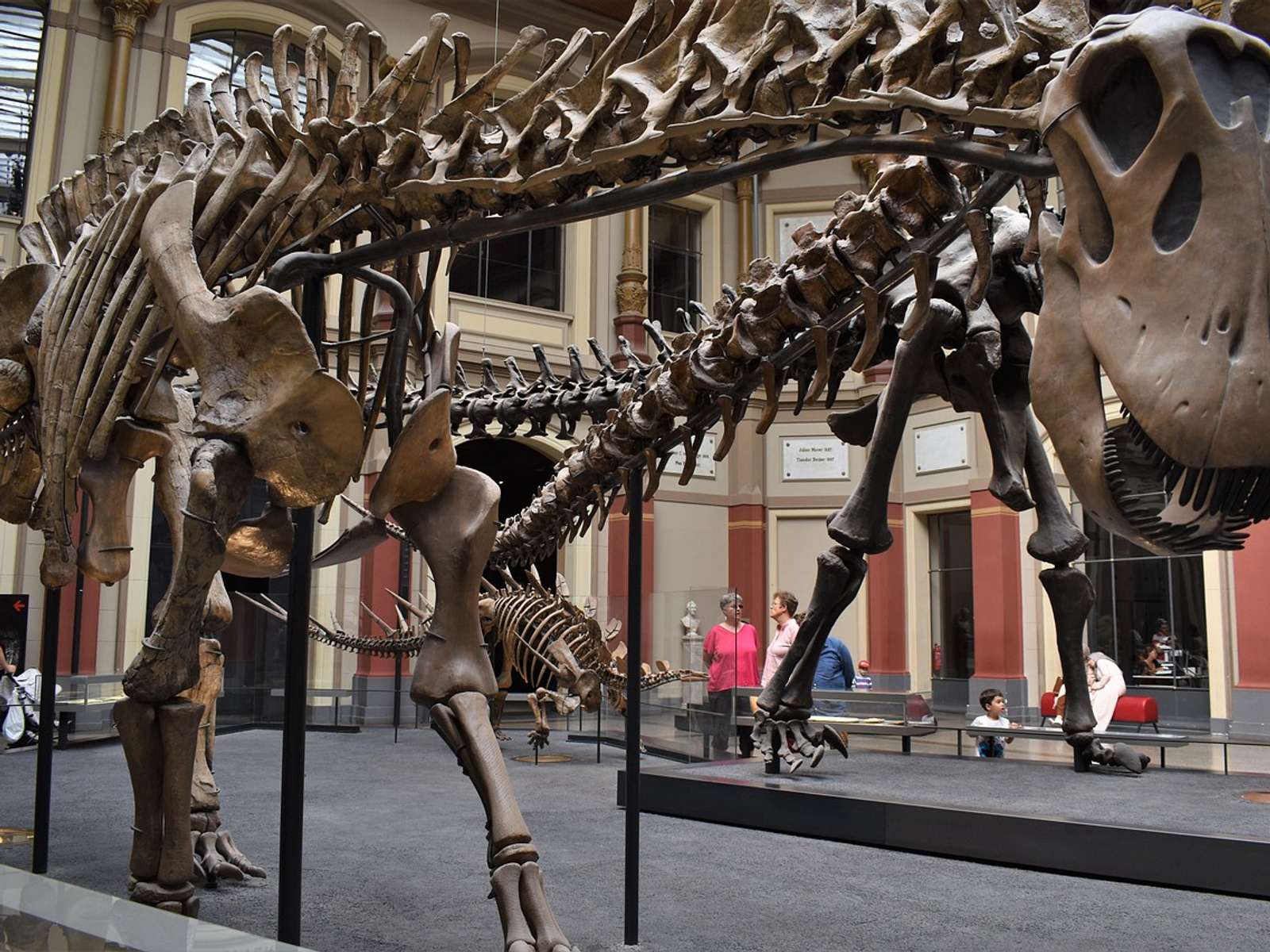 A dinosaur skeleton on display in a museum