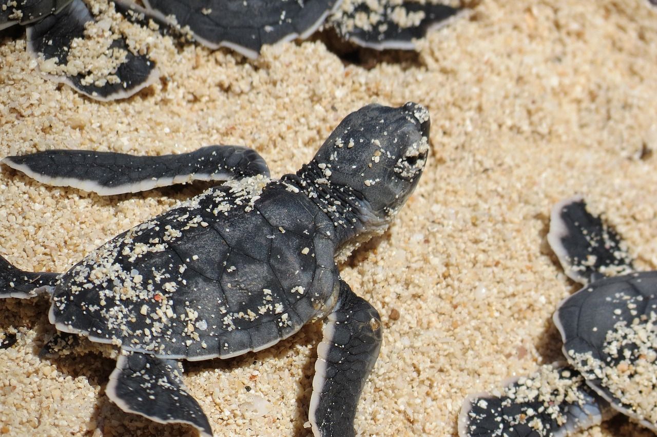 Several sea turtle hatchlings crawling across the sand