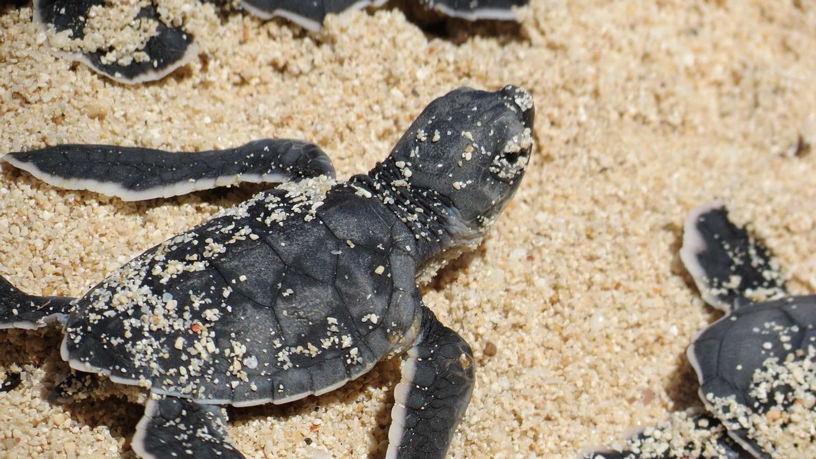 Several sea turtle hatchlings crawling across the sand