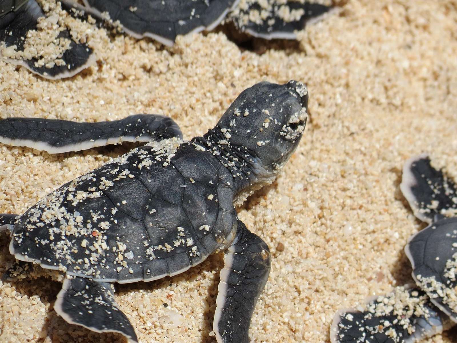 Several sea turtle hatchlings crawling across the sand