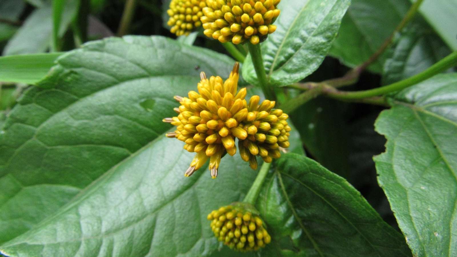 A yellow wild flower among green leaves in a forest in Ecuador