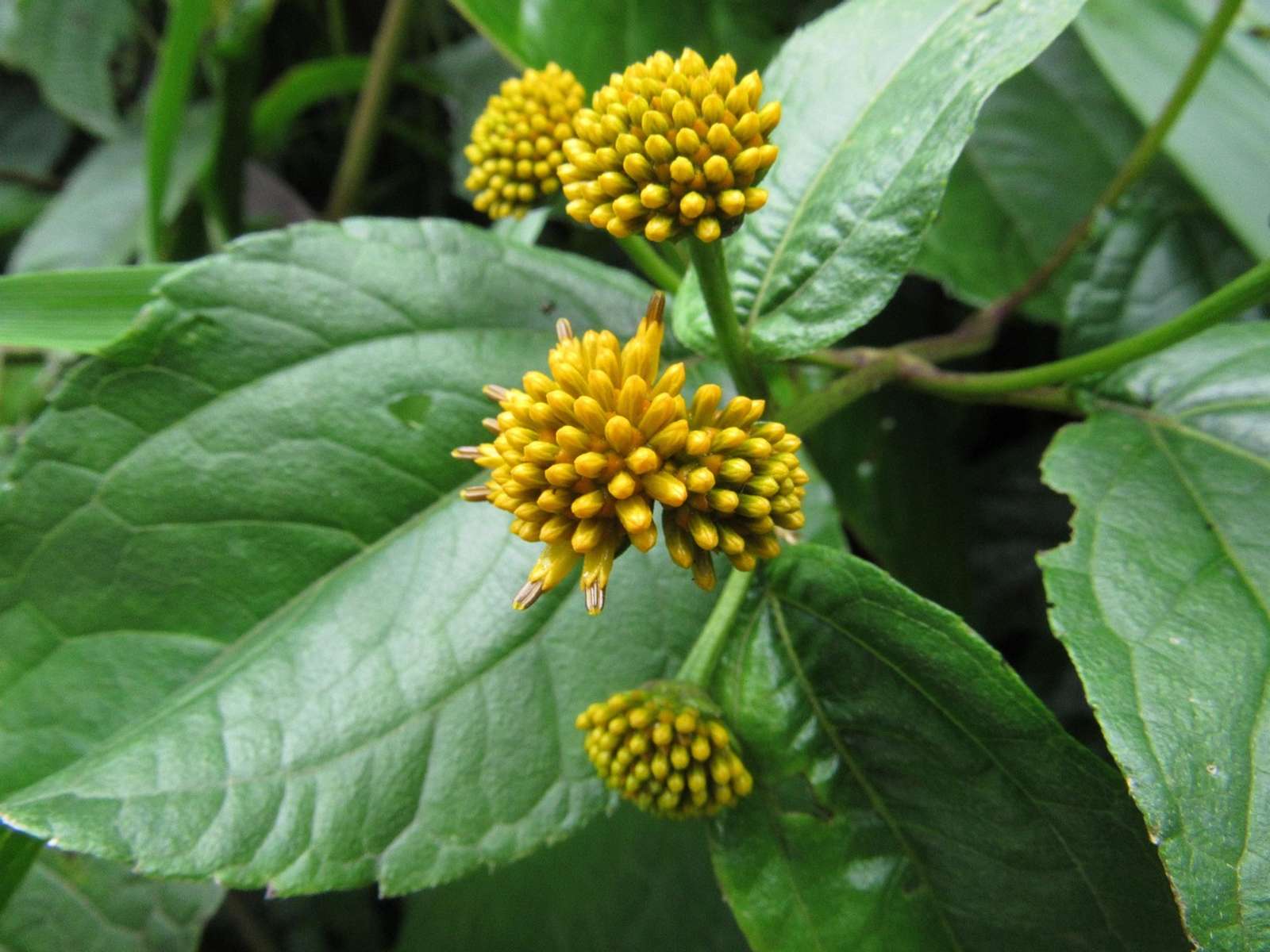 A yellow wild flower among green leaves in a forest in Ecuador