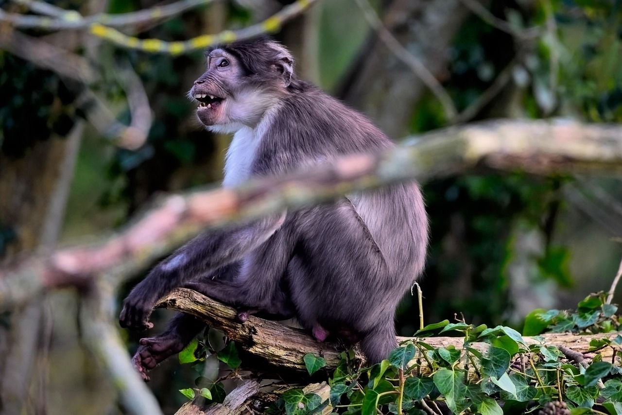 A white-naped mangabey with dark grey fur sitting on a branch among green leaves