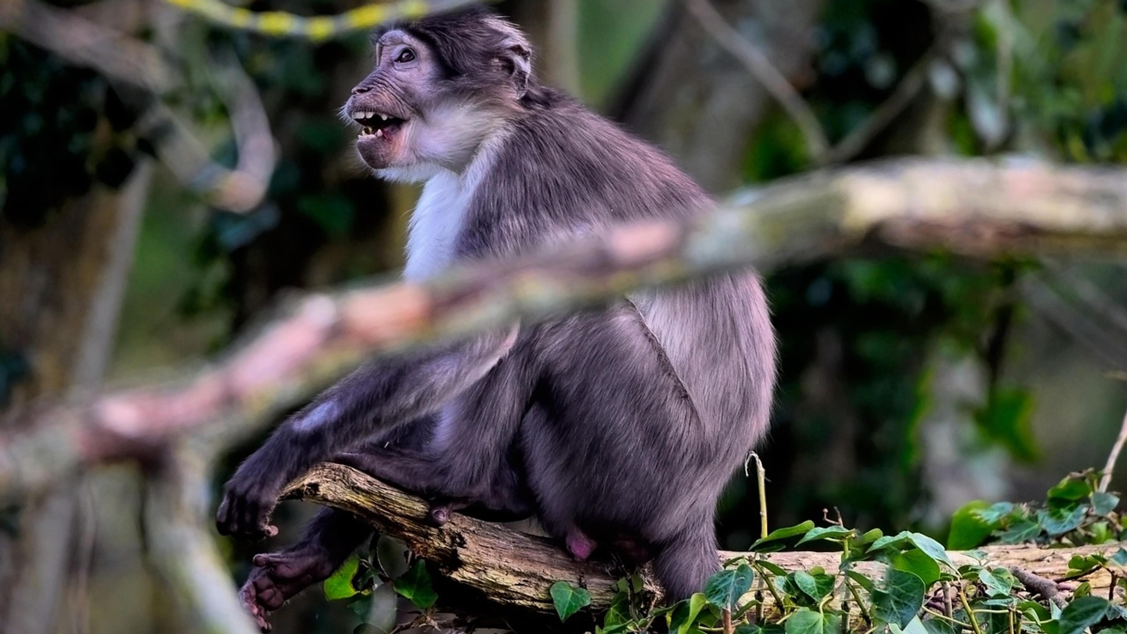 A white-naped mangabey with dark grey fur sitting on a branch among green leaves